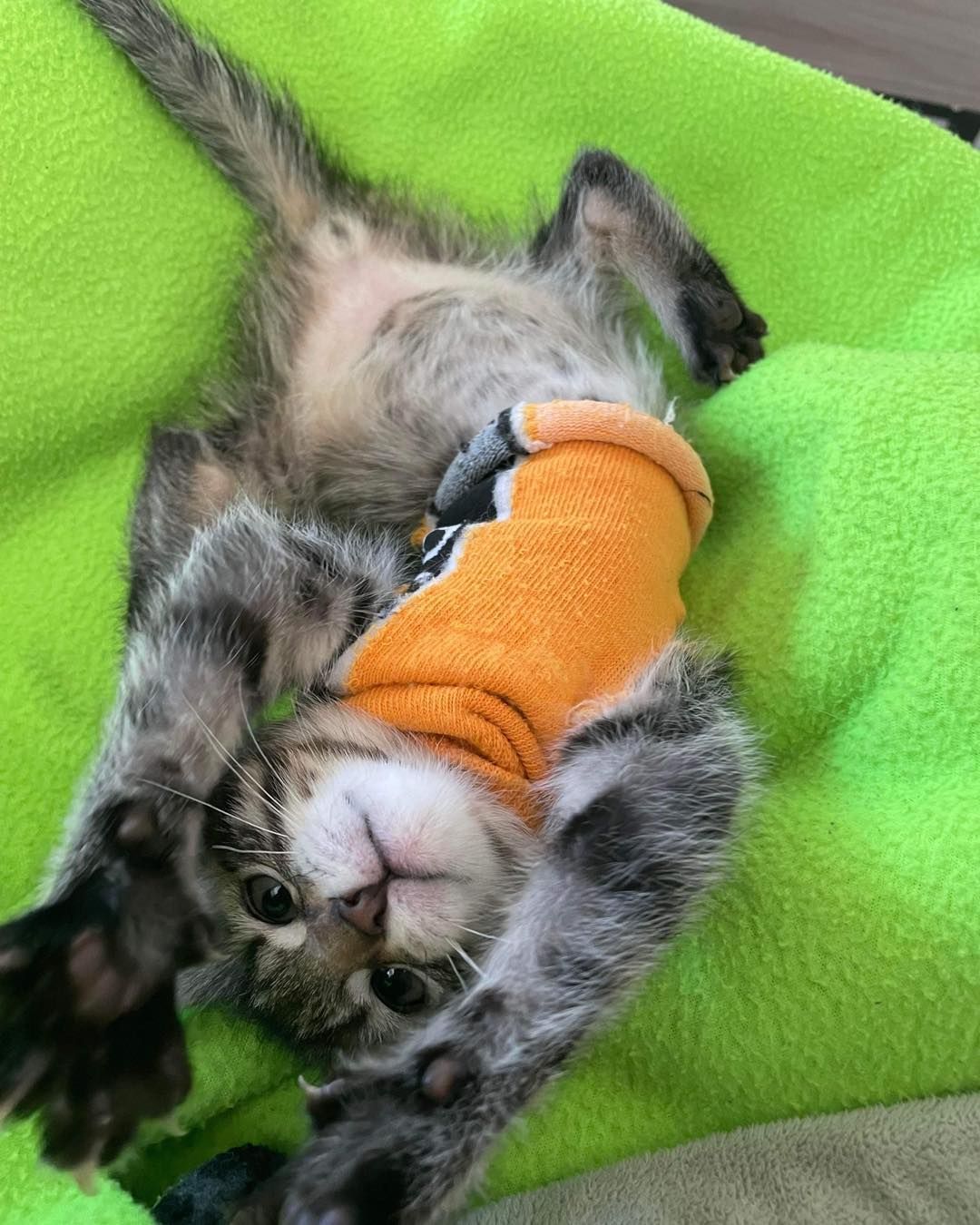 A kitten wearing a sweater is laying on its back on a green blanket.