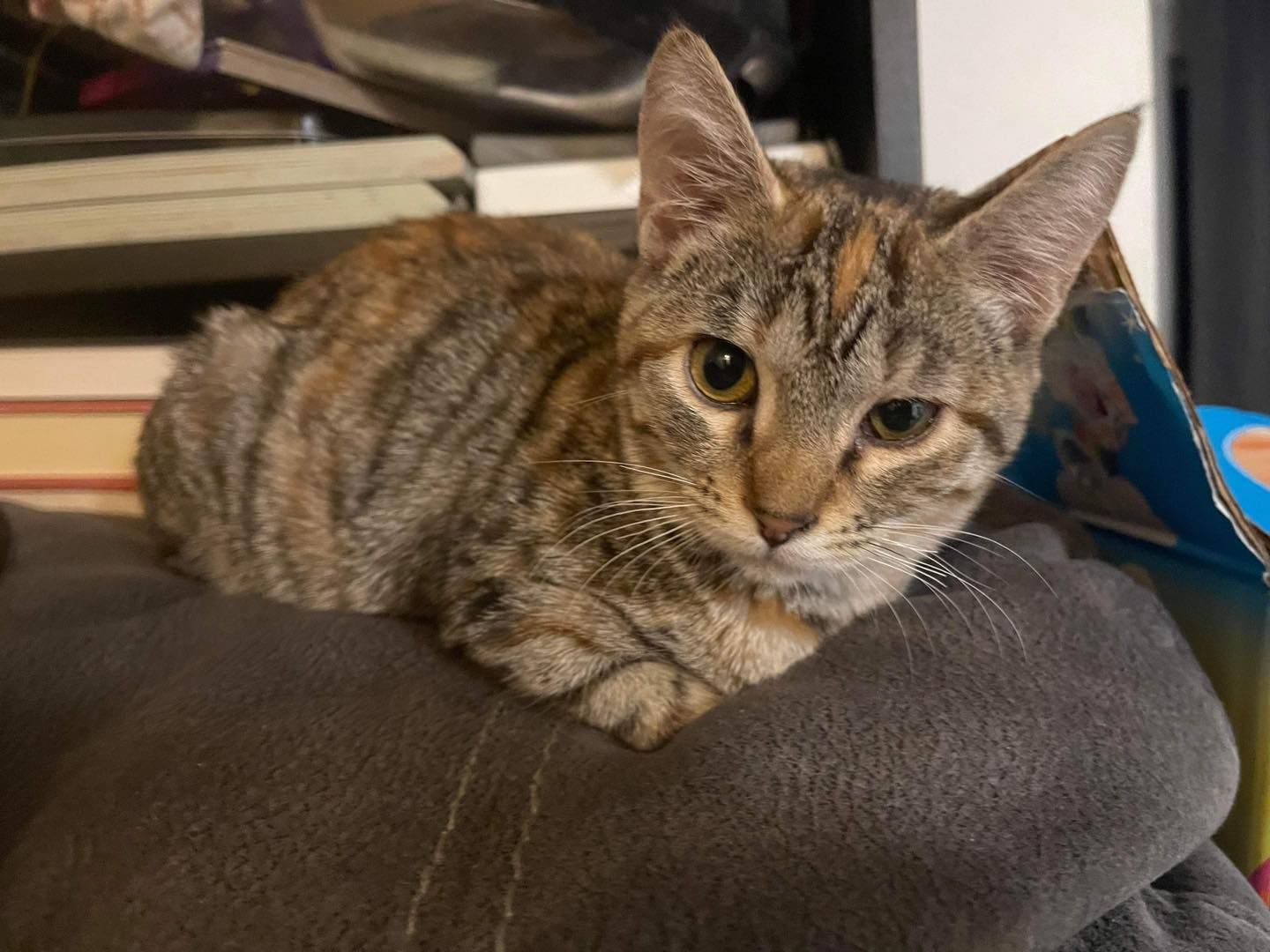 A cat is laying on a pillow and looking at the camera.