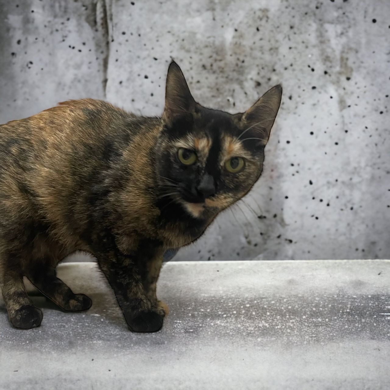 A cat standing on a concrete surface looking at the camera