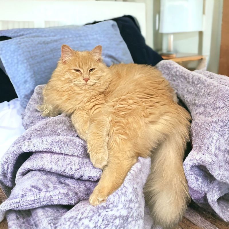 An orange cat is laying on a purple blanket on a bed.