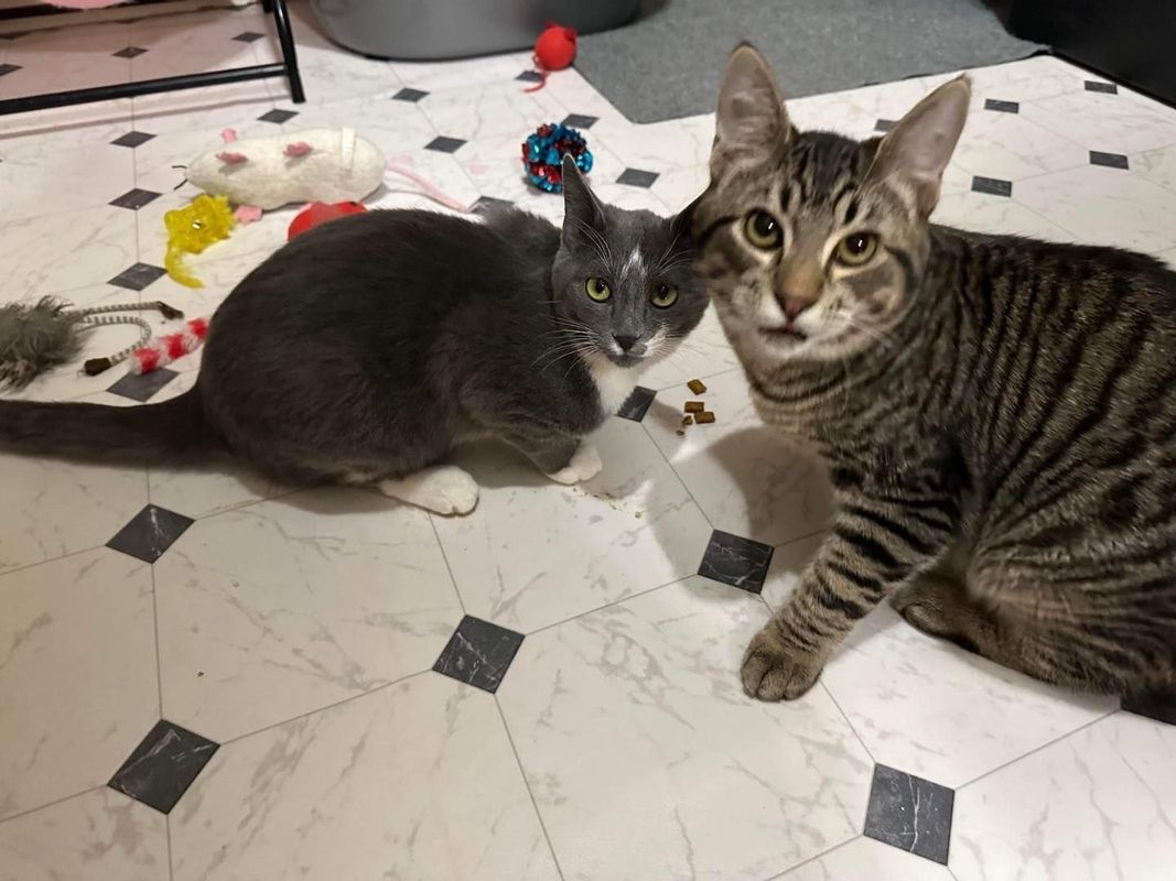 Two cats are sitting next to each other on a tiled floor.