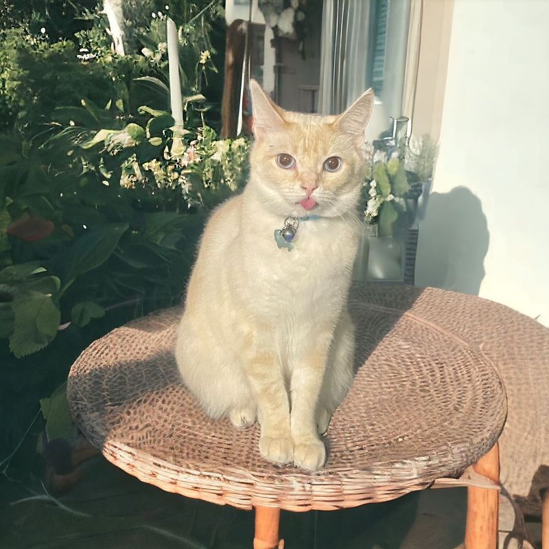A cat sitting on a wicker table with its tongue out