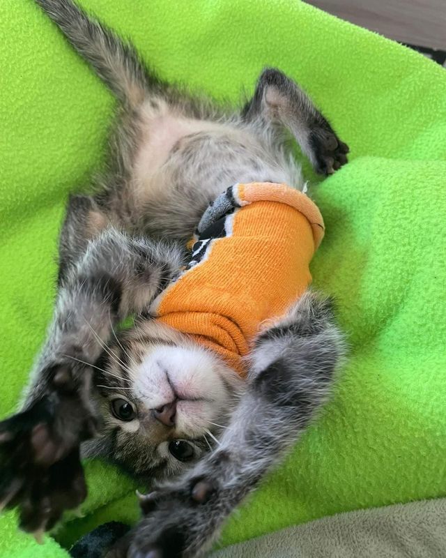 A kitten wearing an orange sweater is laying on its back on a green blanket.
