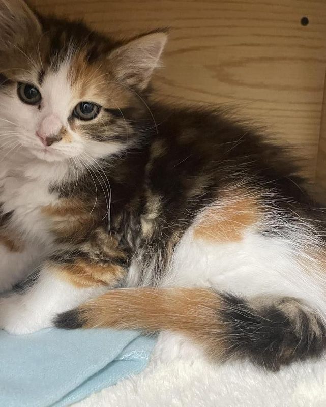 Two calico kittens are sitting next to each other on a bed.
