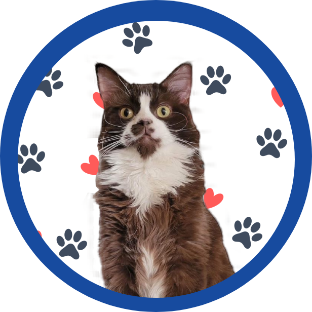 A black and white cat in a blue circle with paw prints and hearts