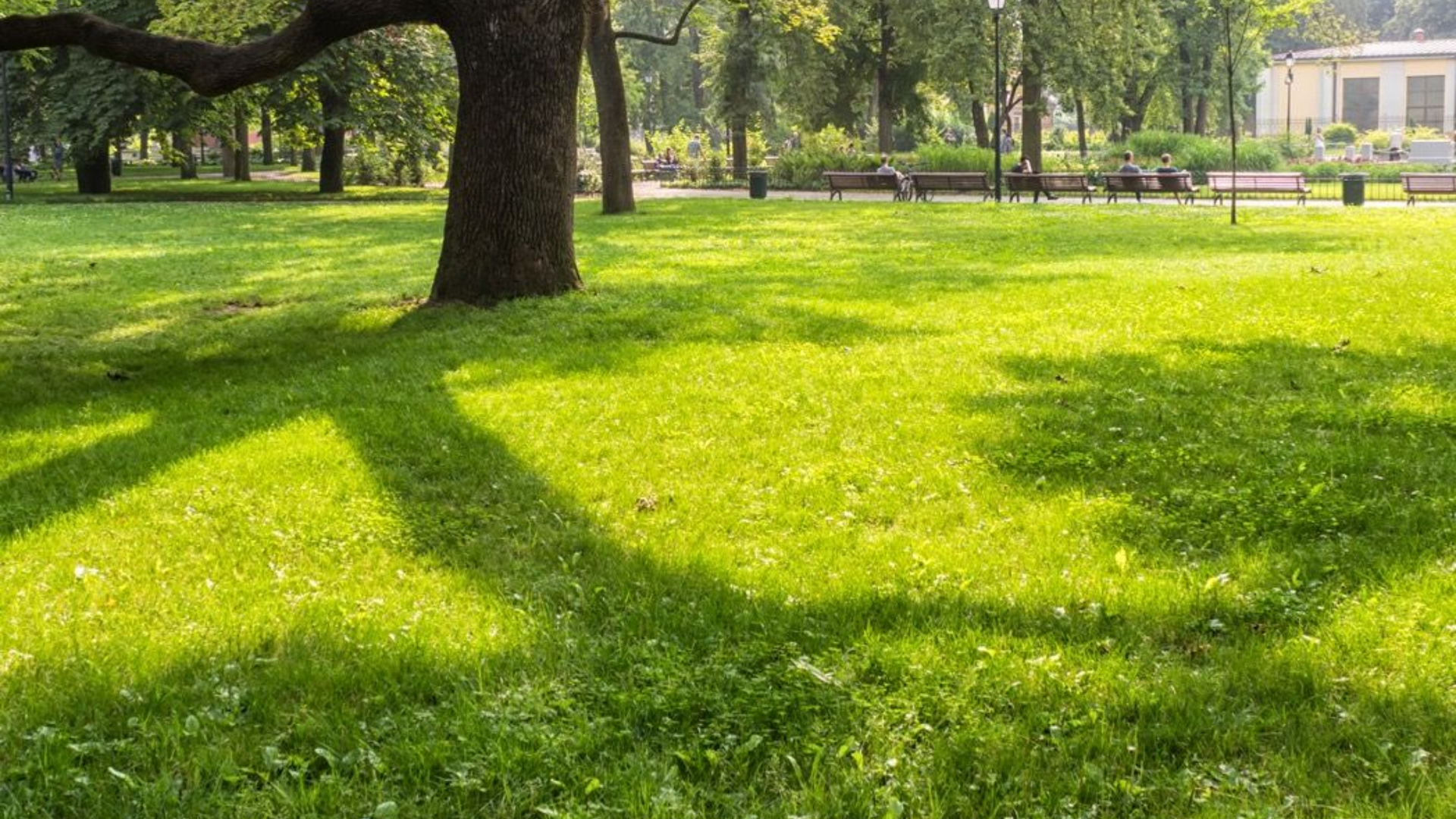 Sunlit park lawn with a large tree casting long shadows across bright green grass
