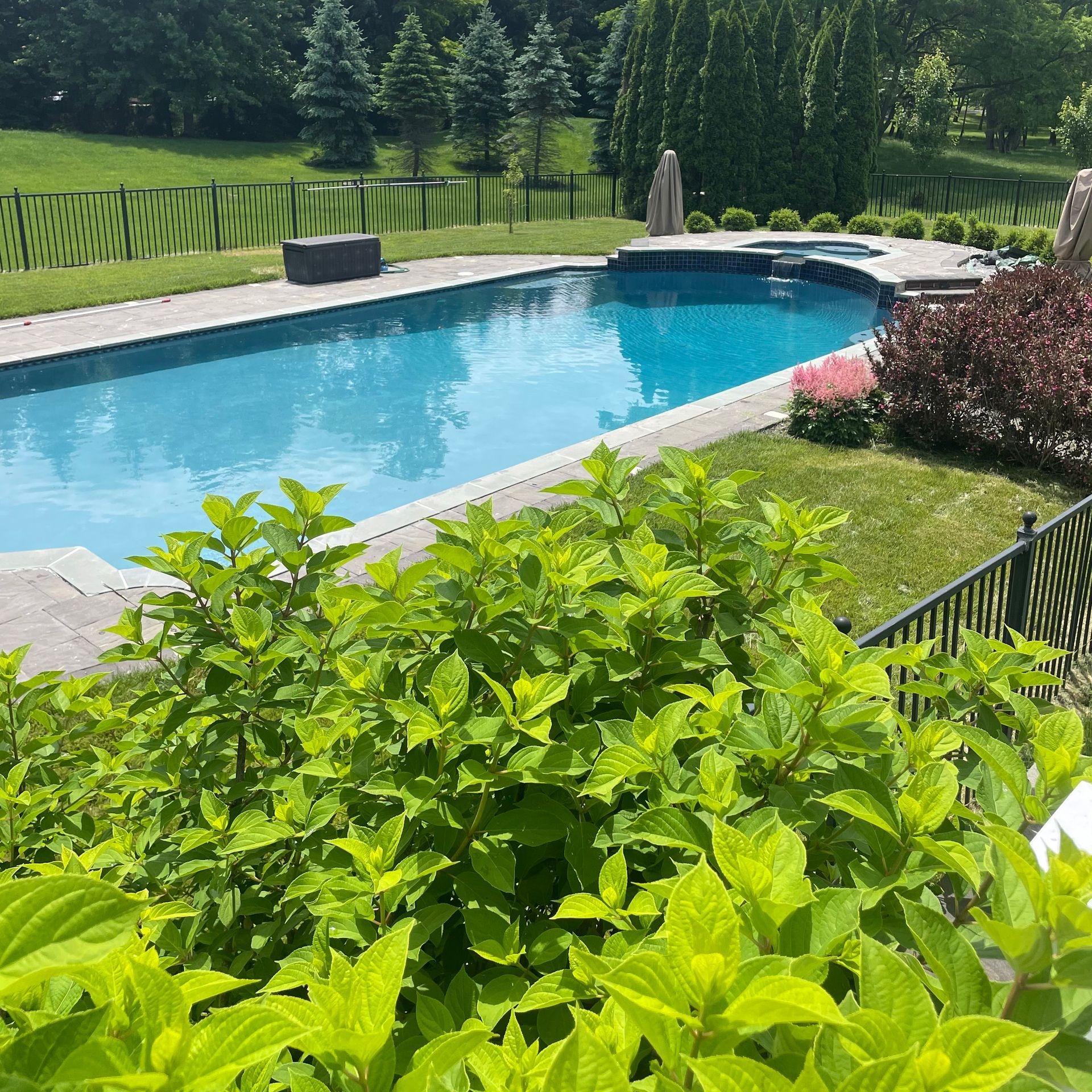 Swimming pool in a backyard with greenery, a spa, and a black fence.