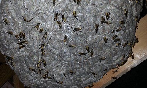 Wasp nest removal 