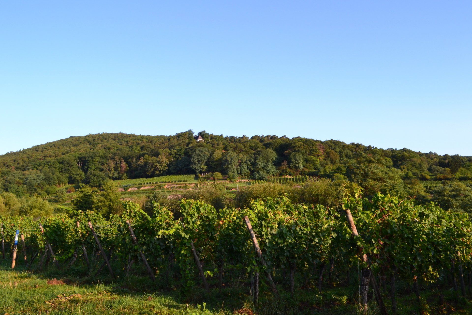 Deidesheimer Maushöhle