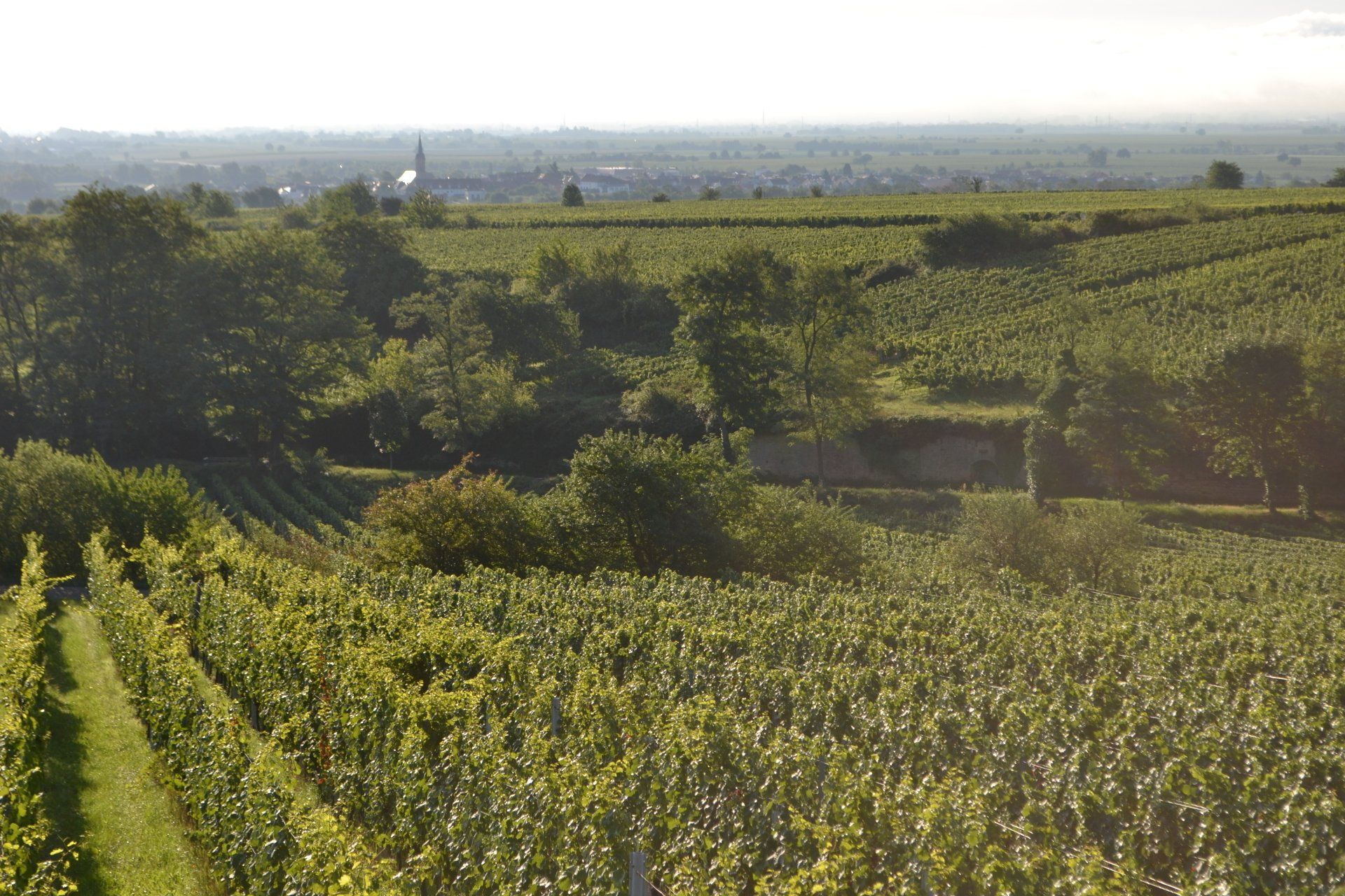 Ruppertsberger Reiterpfad