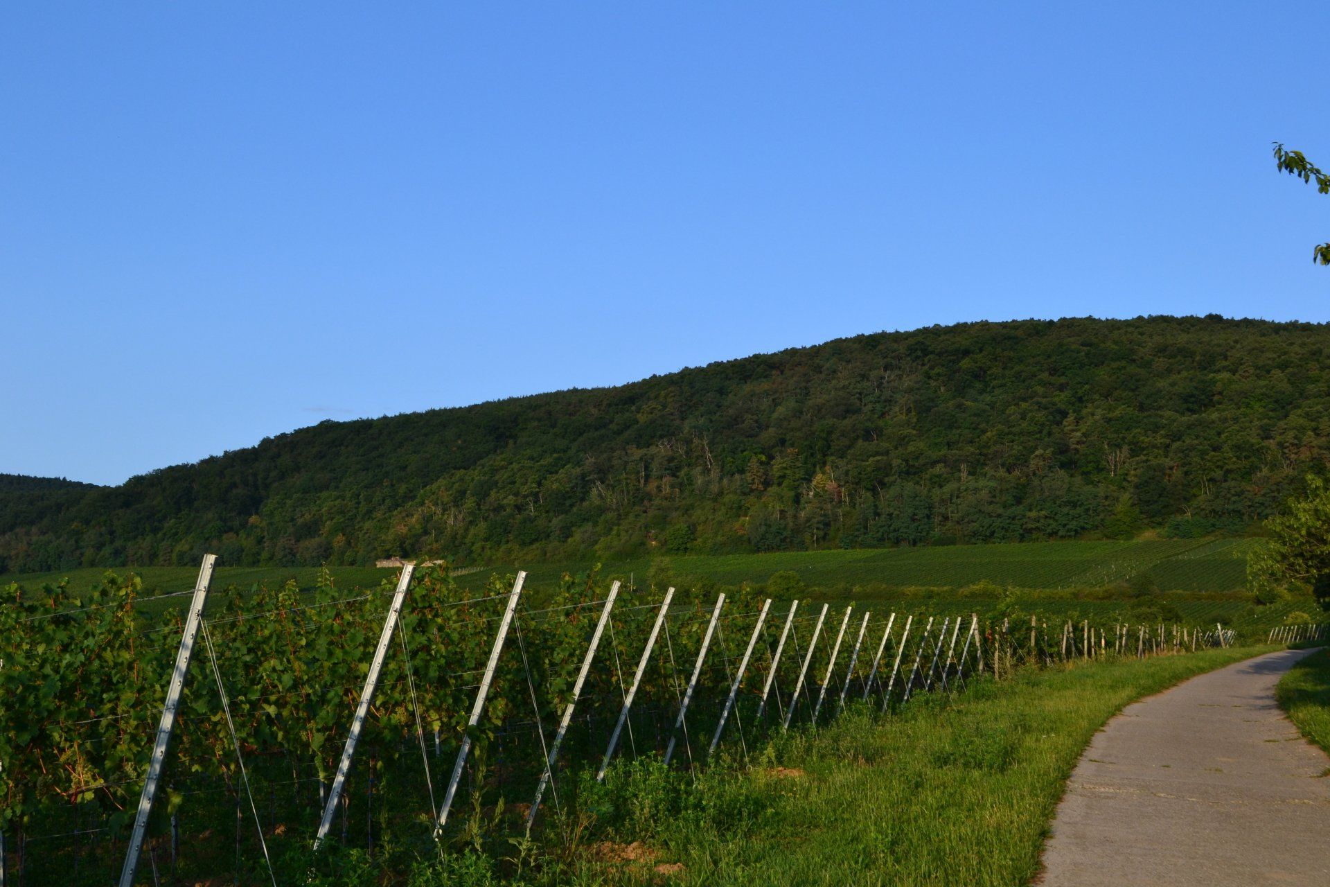 Deidesheimer Leinhöhle