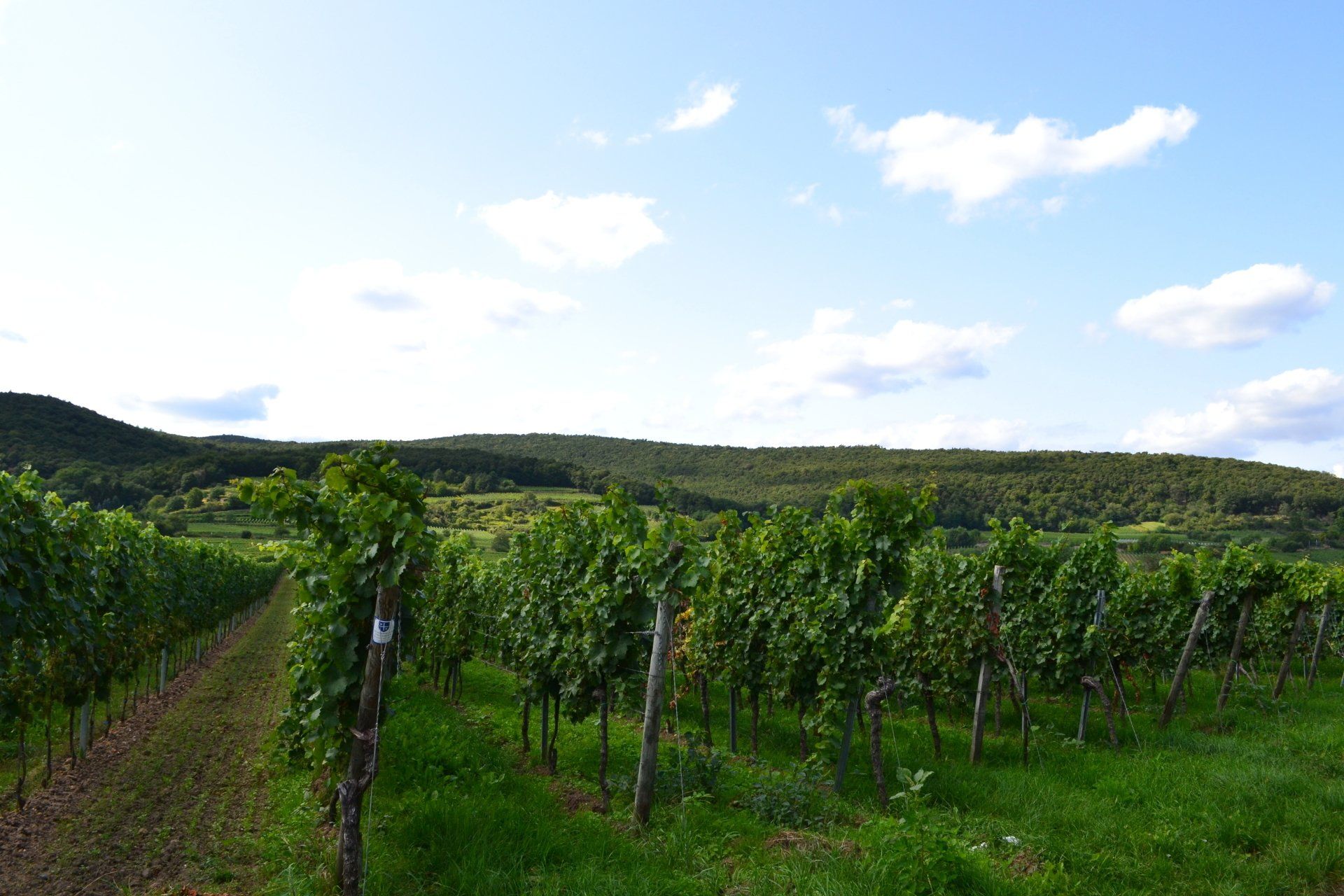 Deidesheimer Hergottsacker