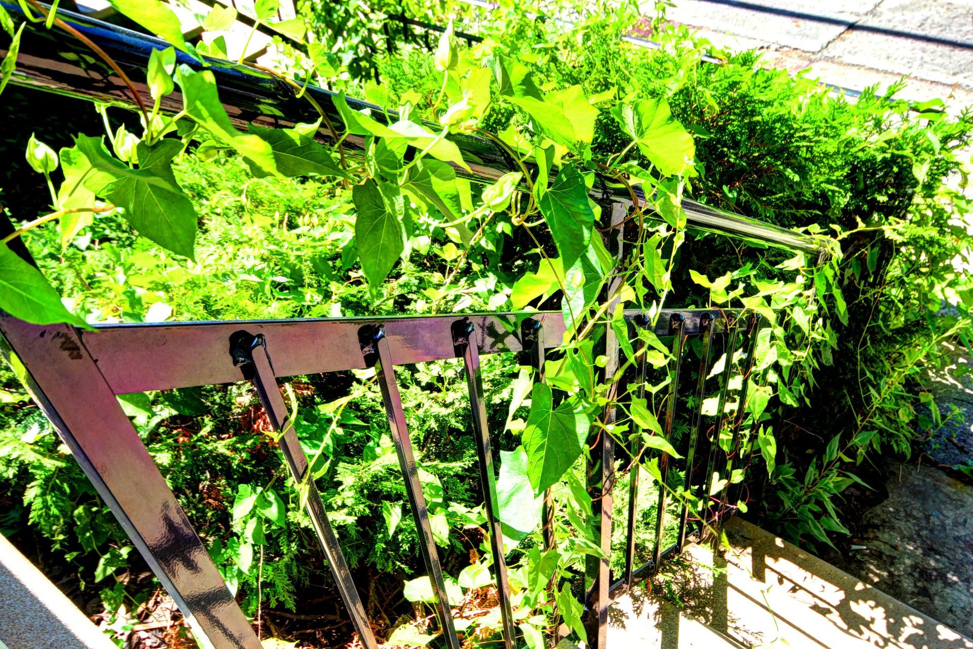 Une clôture avec beaucoup de feuilles vertes dessus