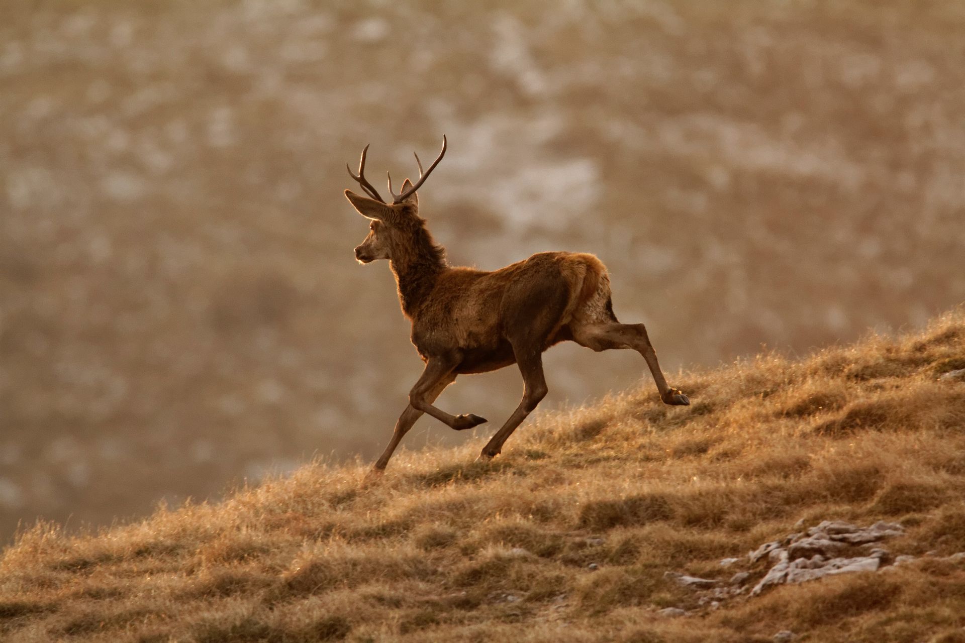 Deer running uphill on a grassy hillside, lit by warm sunlight.