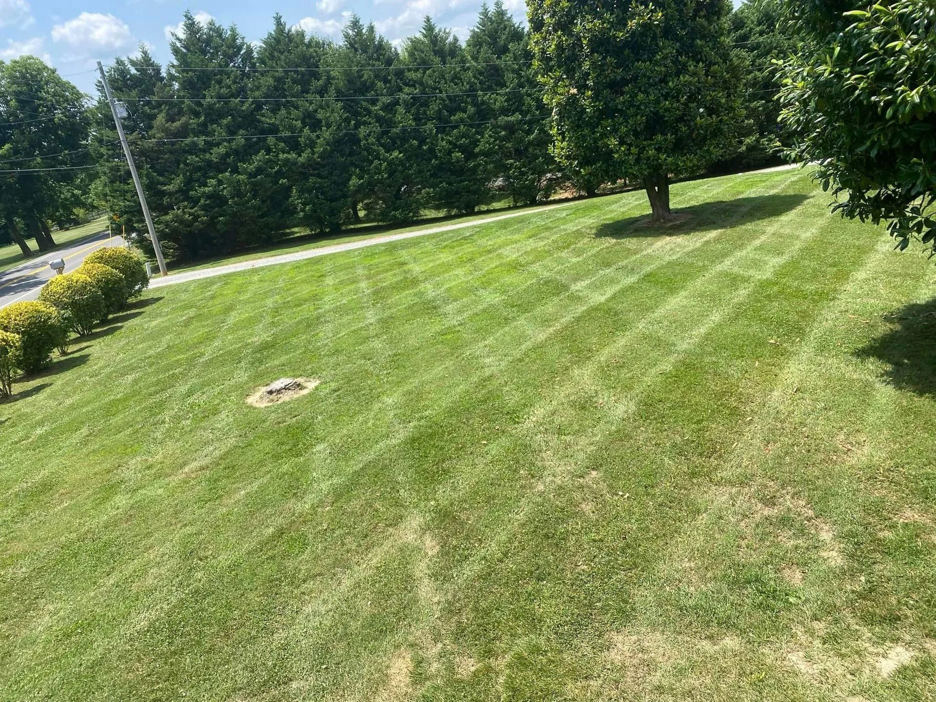 Lawn with neat mowing stripes, trees in the background, sunny day.
