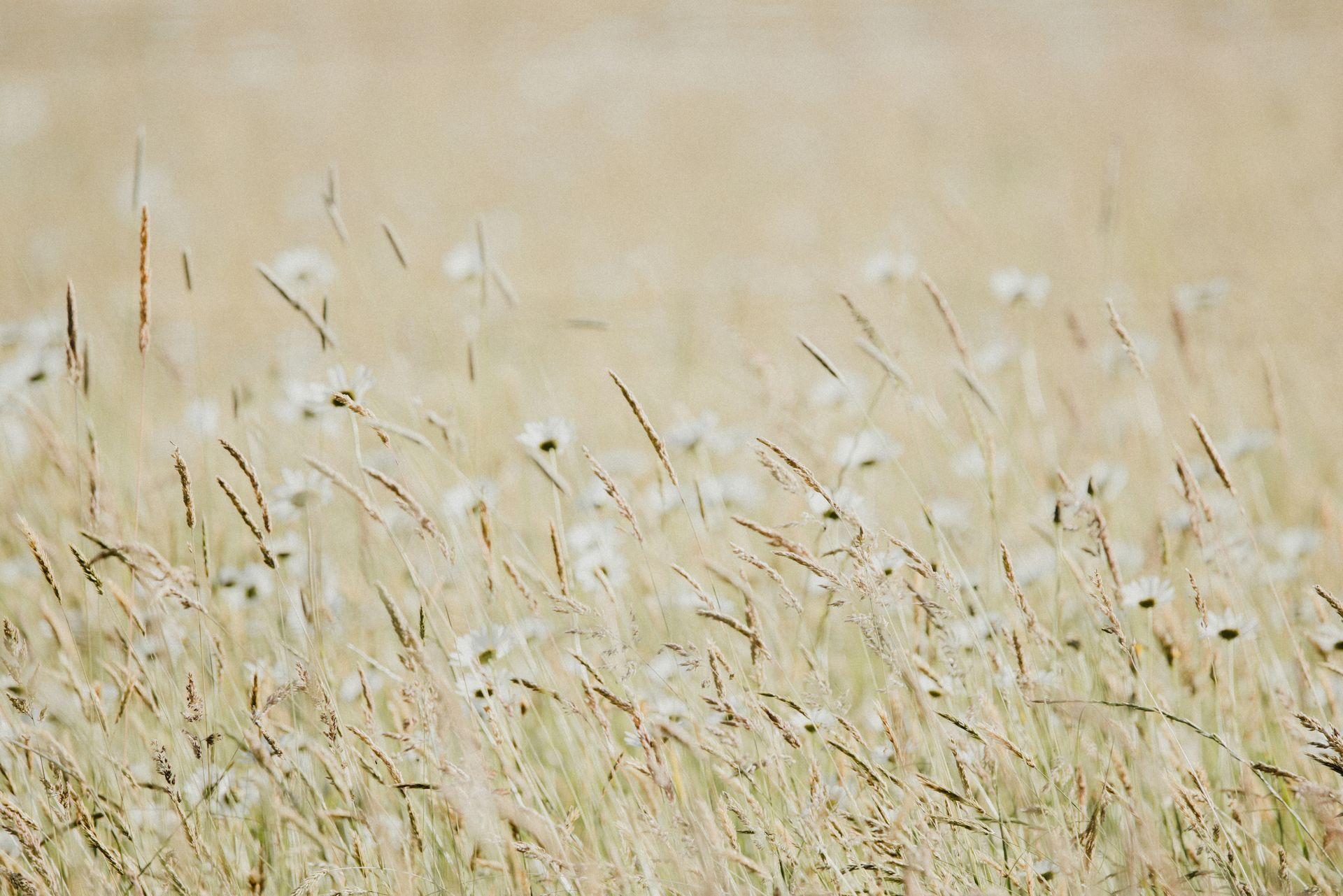 A field of tall grass with white flowers blowing in the wind.