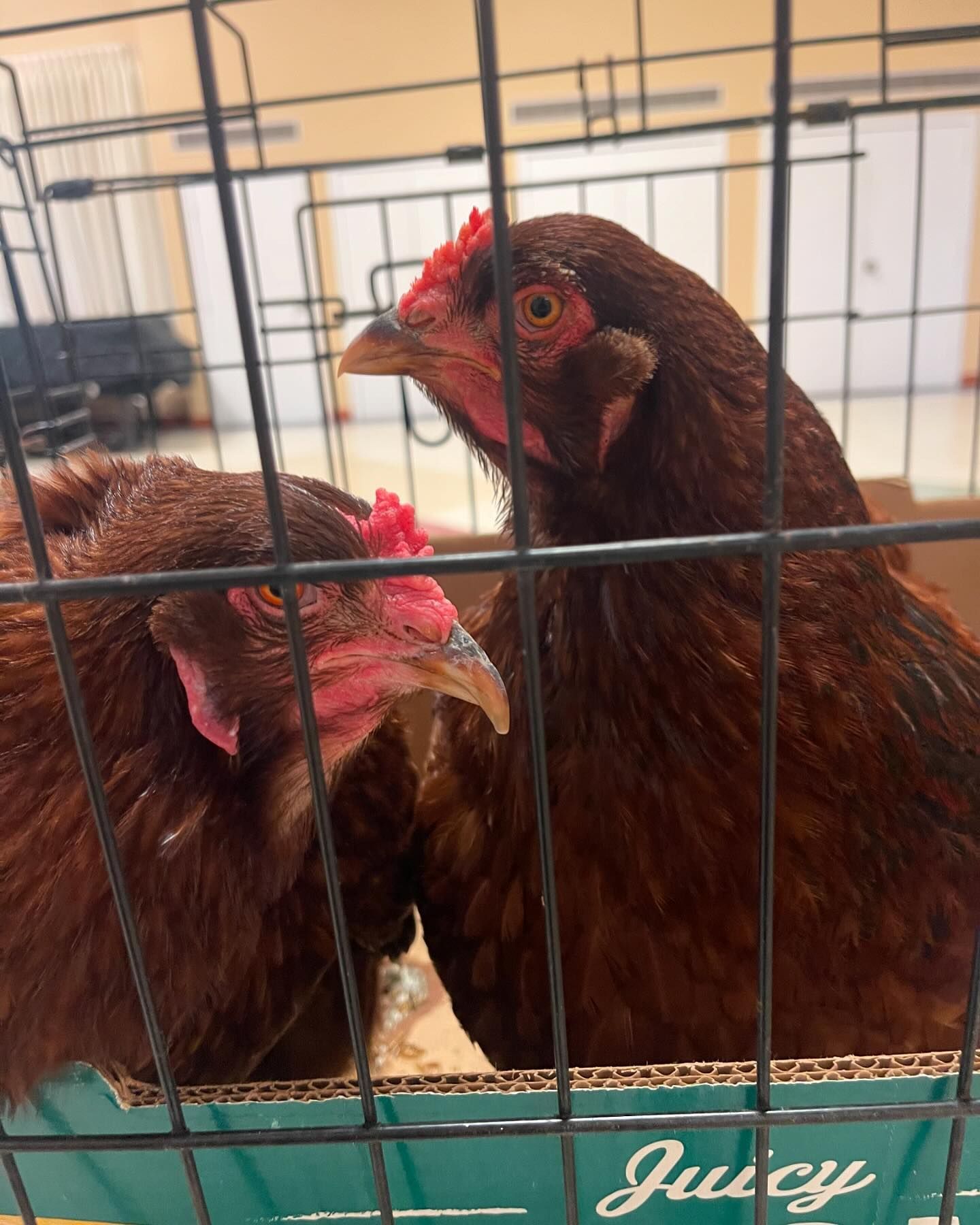 Chicken