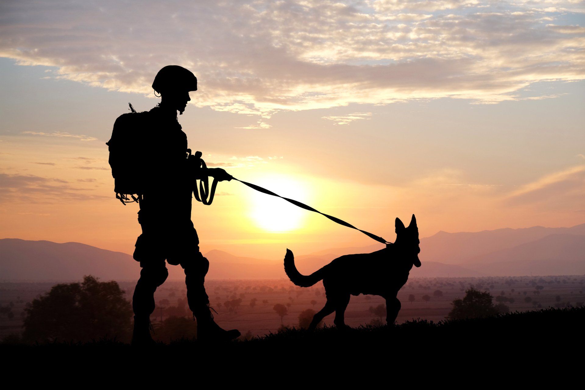 image of rescue service dog at work