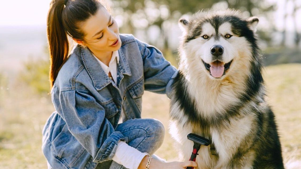 A woman is brushing a husky dog in a field.