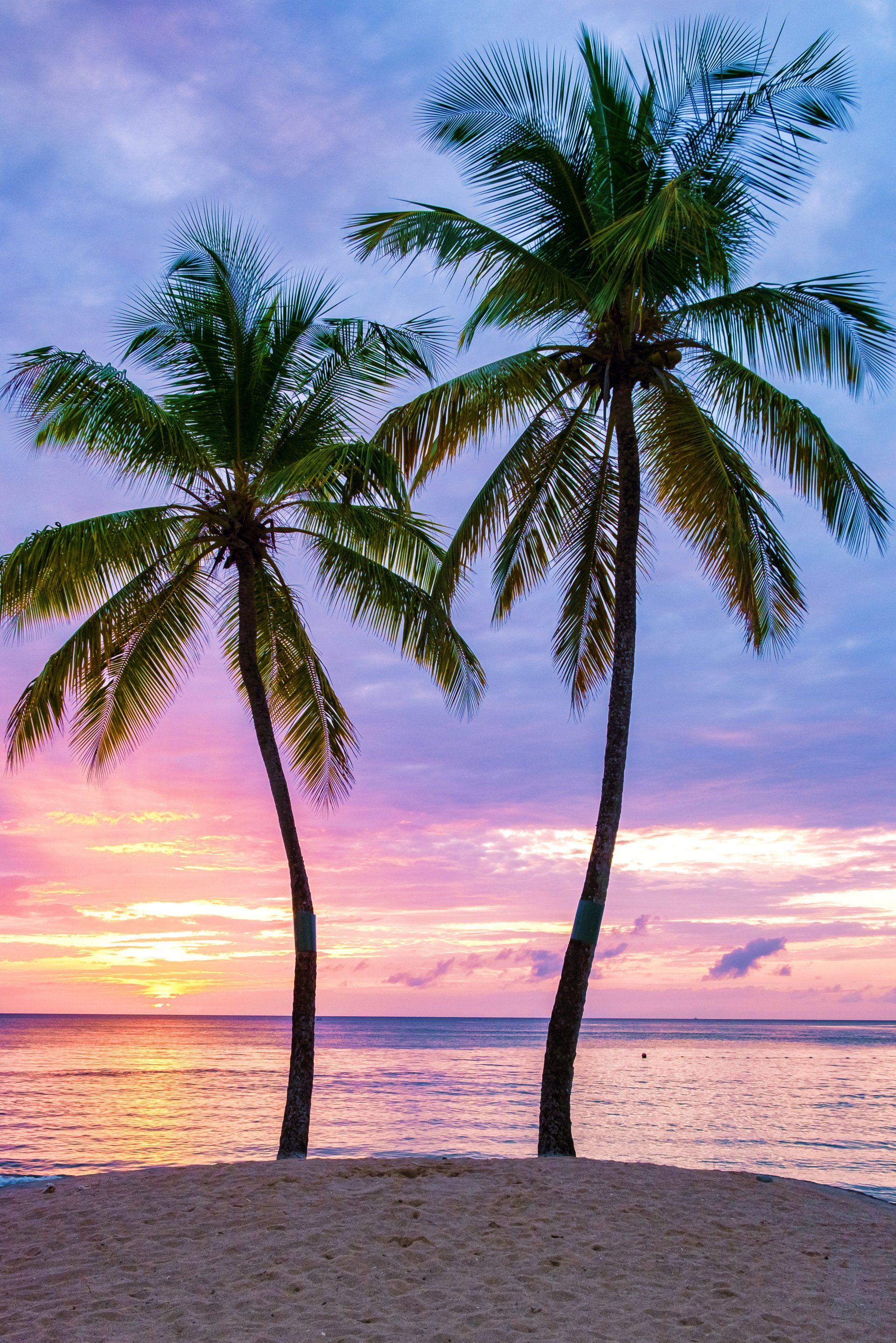 Two palm trees silhouetted against a colorful sunset over a beach and ocean.