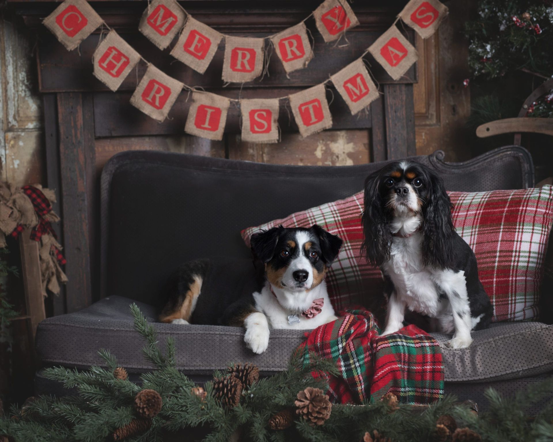 Two dogs on a couch, Christmas decorations. One dog is black, white, and brown, the other is a King Charles Cavalier.