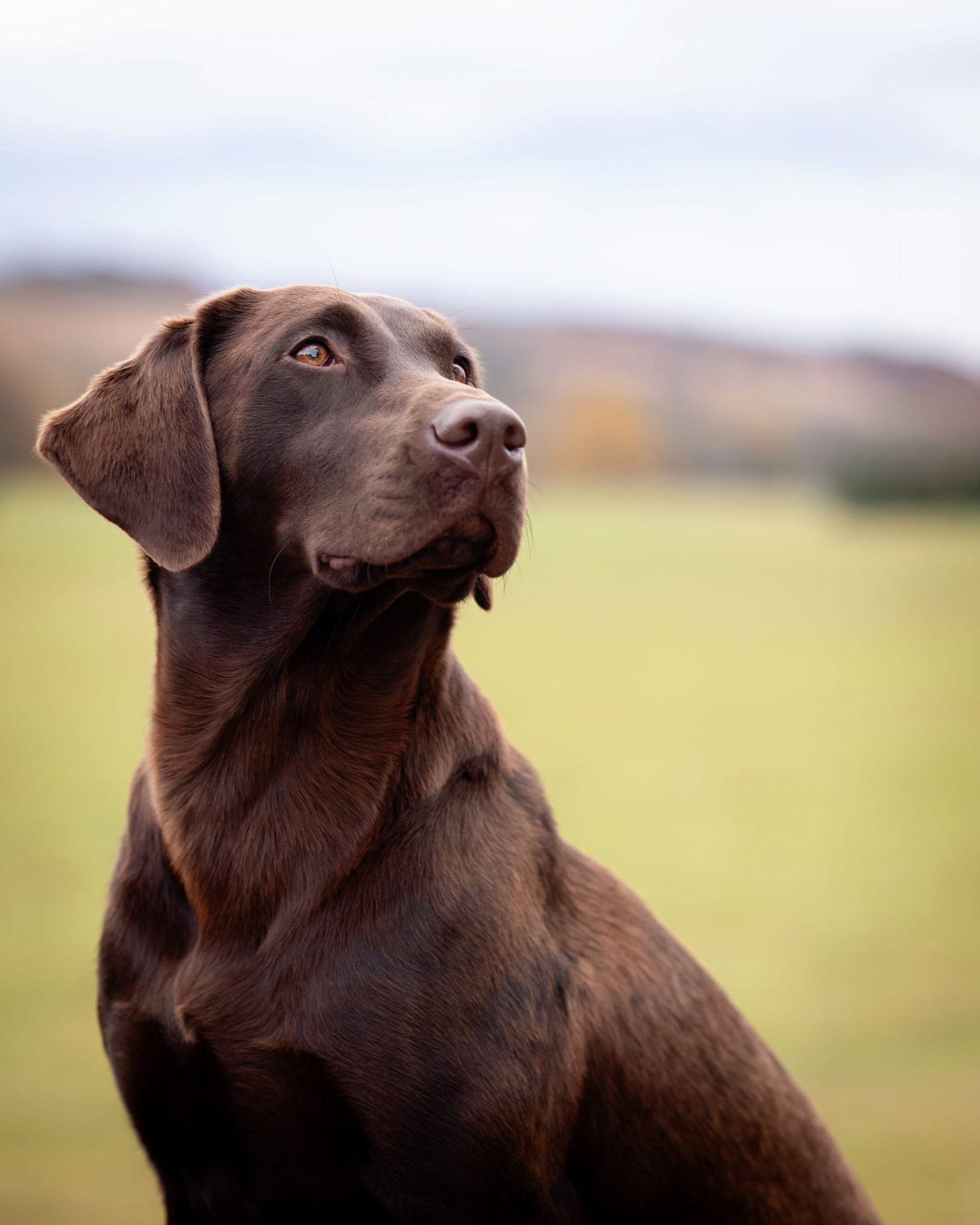 Chocolate Labrador retriever looking intently upward in a field.