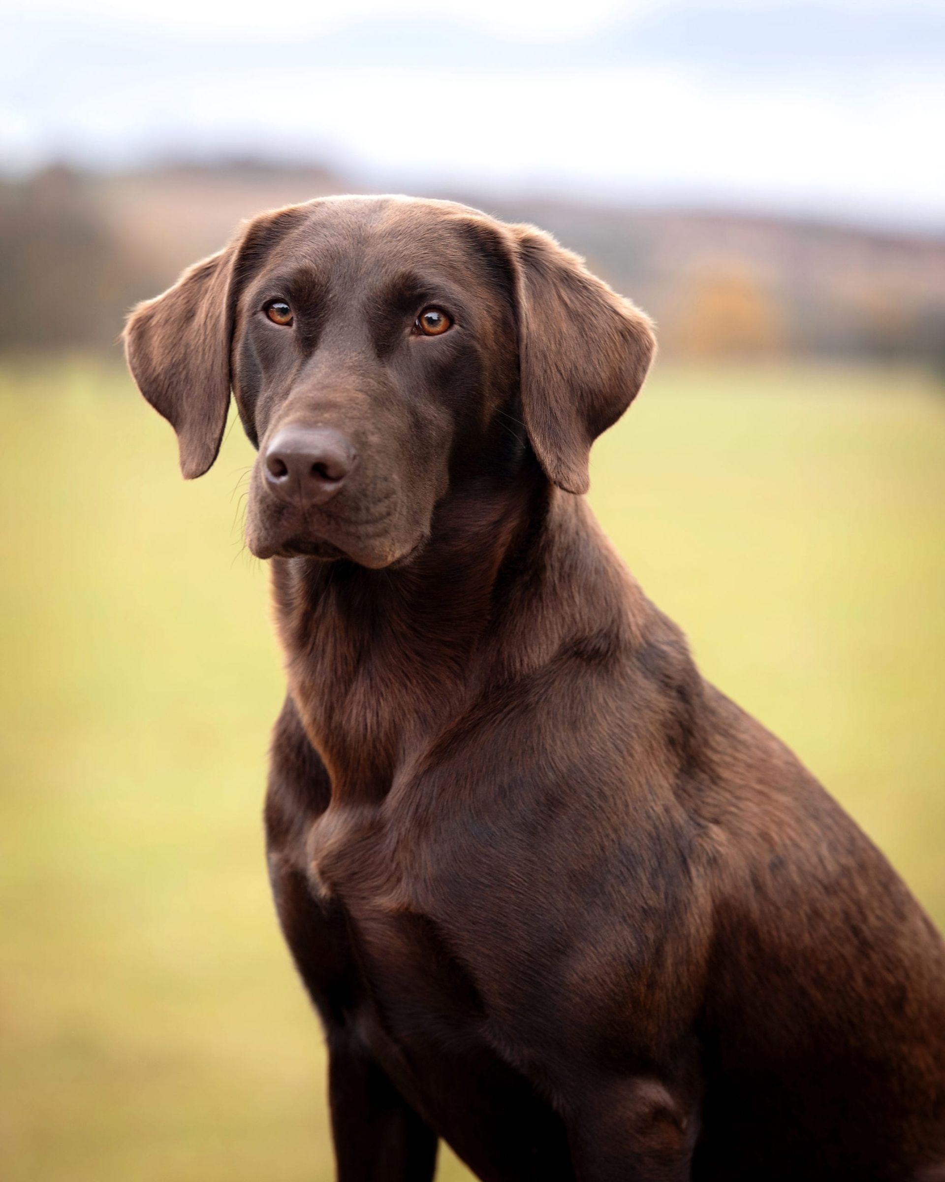Chocolate Labrador Retriever sitting outdoors, looking intently at the camera.