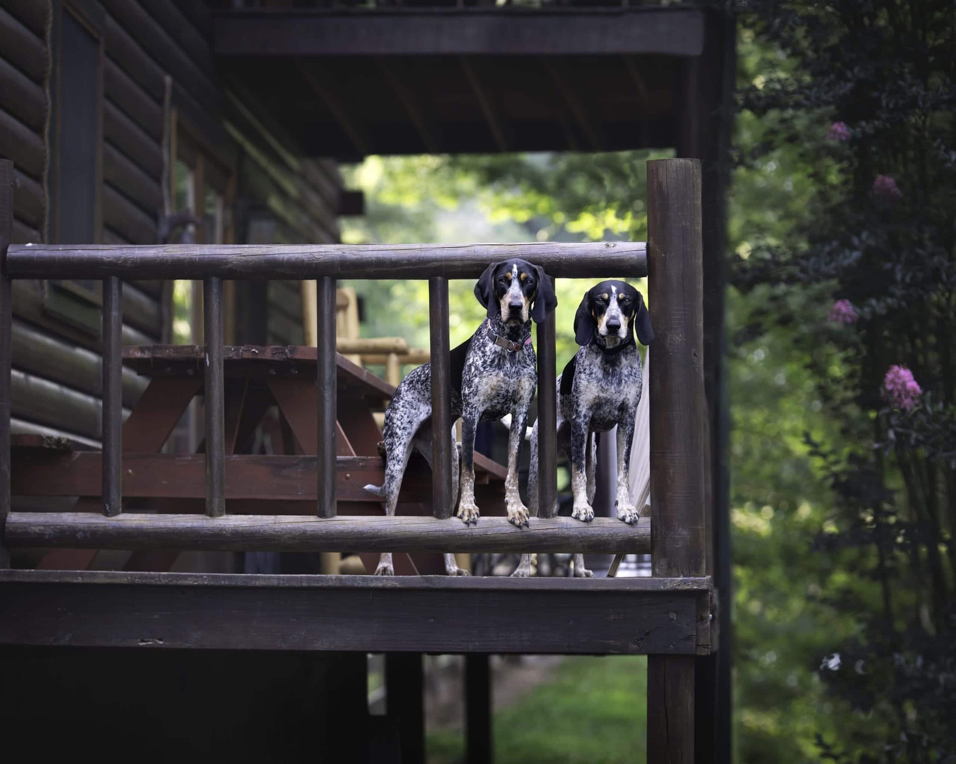 Two blue tick hounds on a wooden porch looking forward. Forest background.