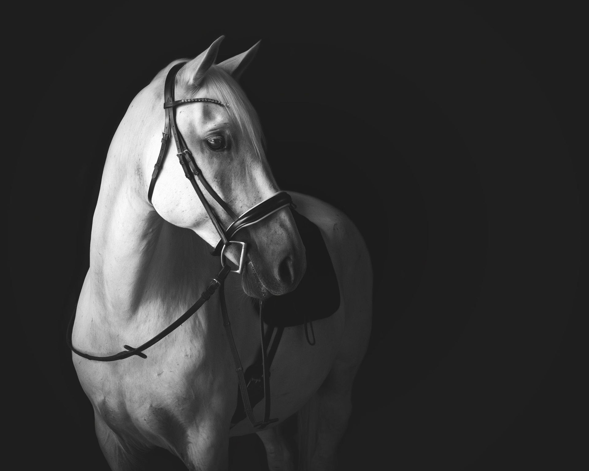 White horse with bridle, facing left, against a black background.