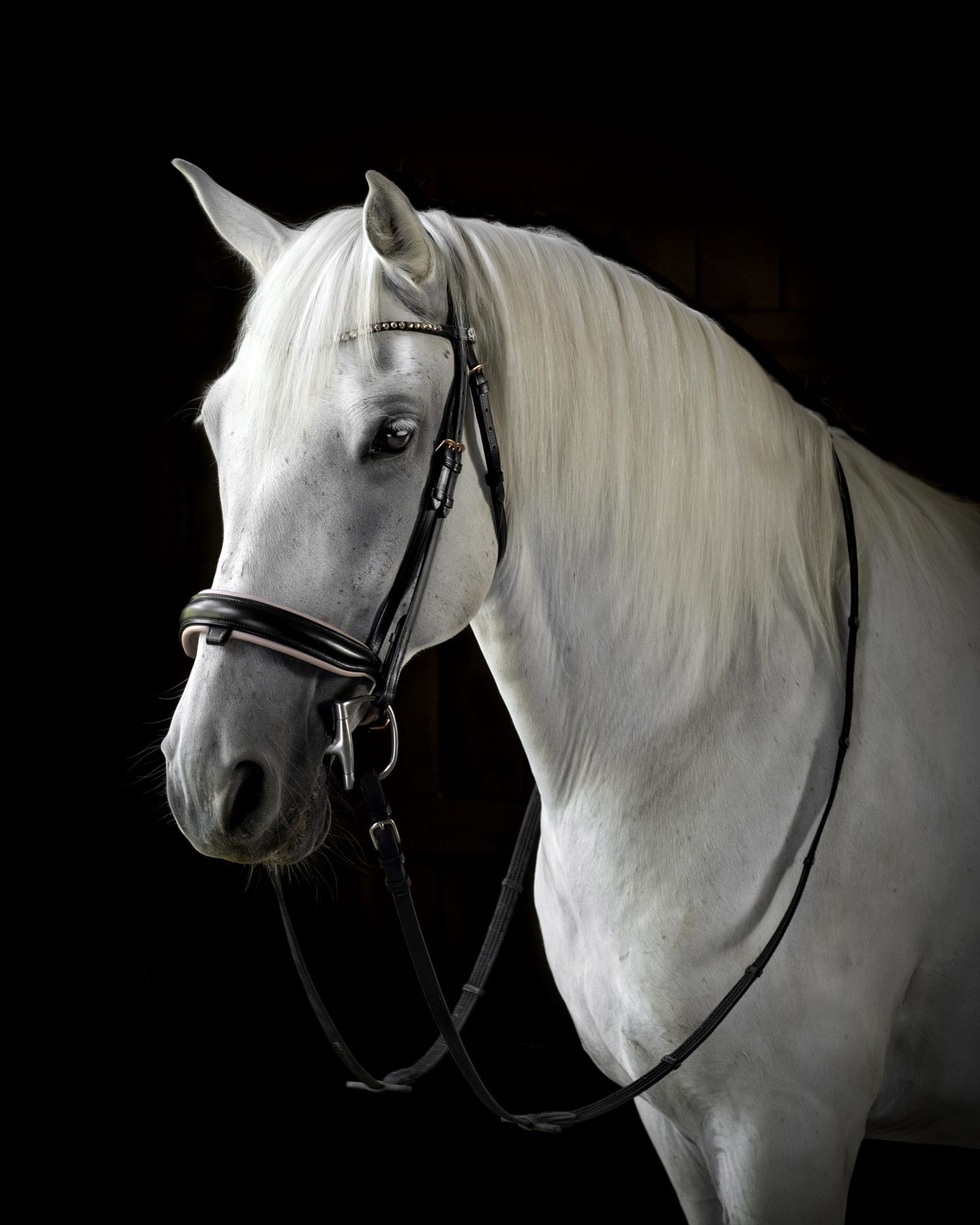 White horse with a dark bridle against a black background.
