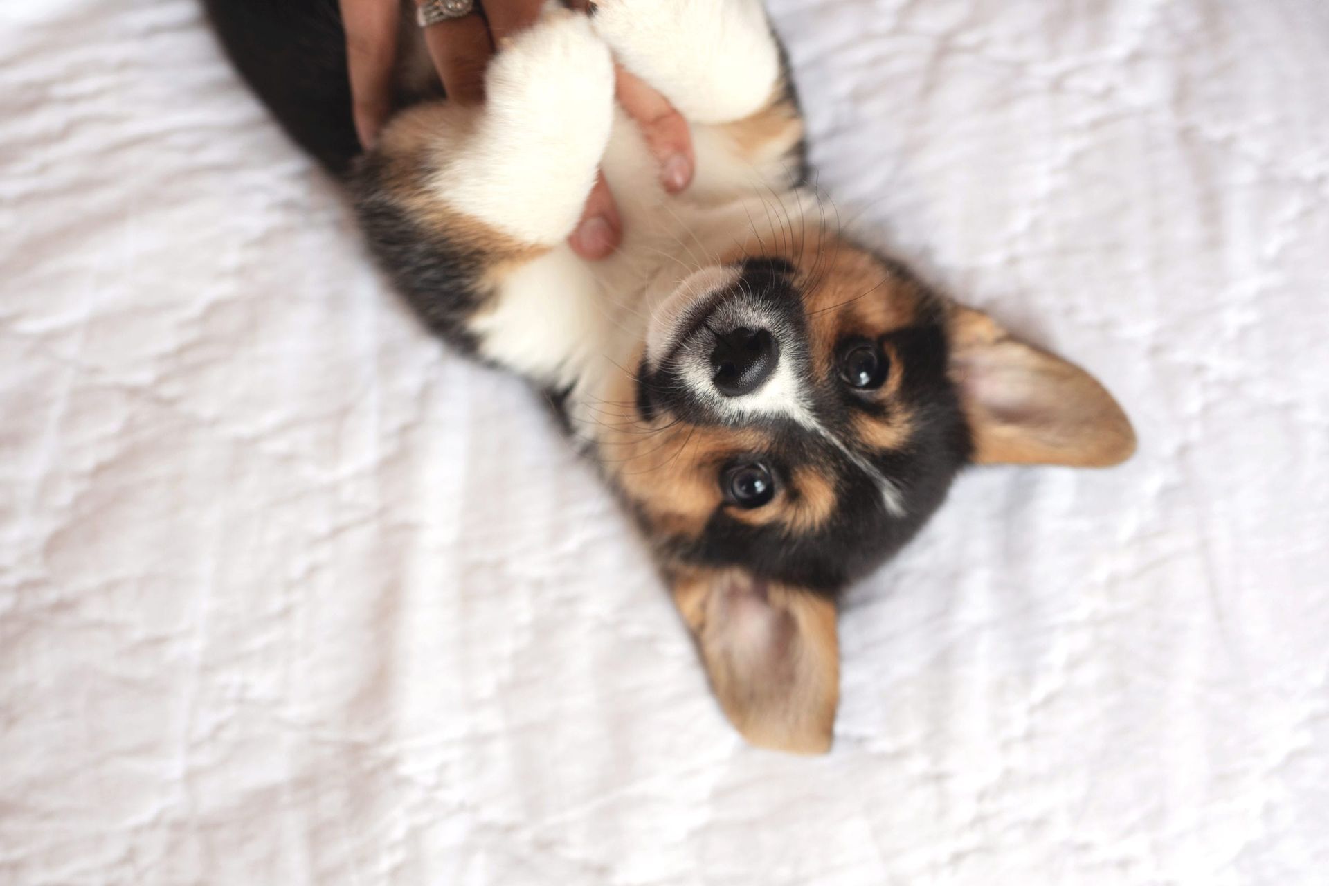Corgi puppy lying on its back with white, black, and brown fur, being pet on a white blanket.
