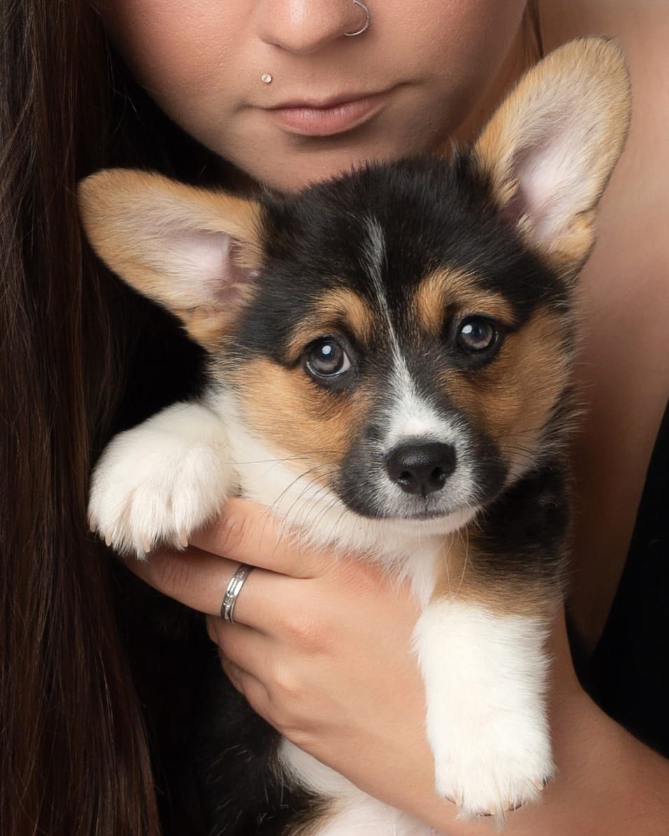 Woman holding a tri-color Corgi puppy, looking at the camera.