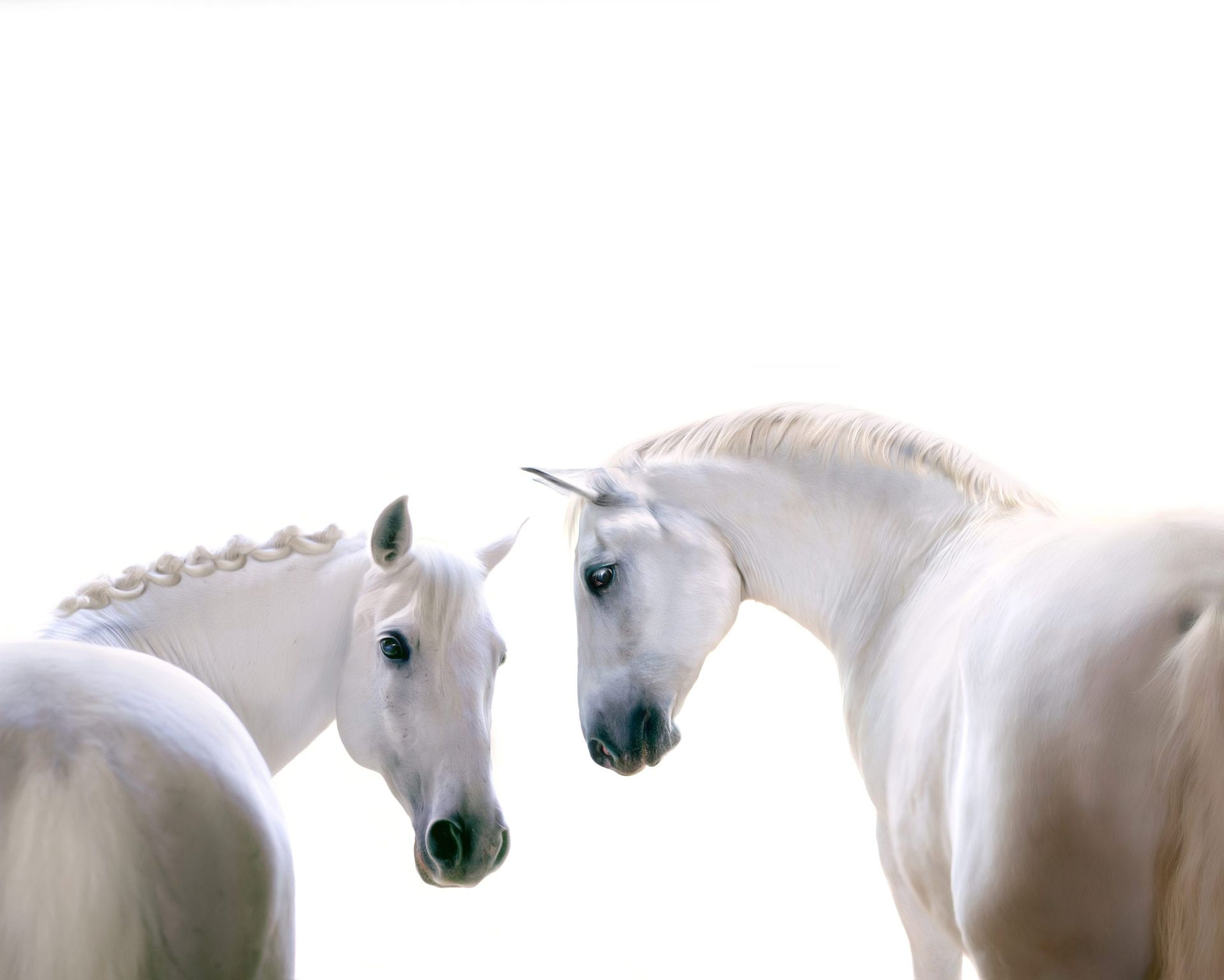 Two white horses, one with a braided mane, heads close together against a bright white background.
