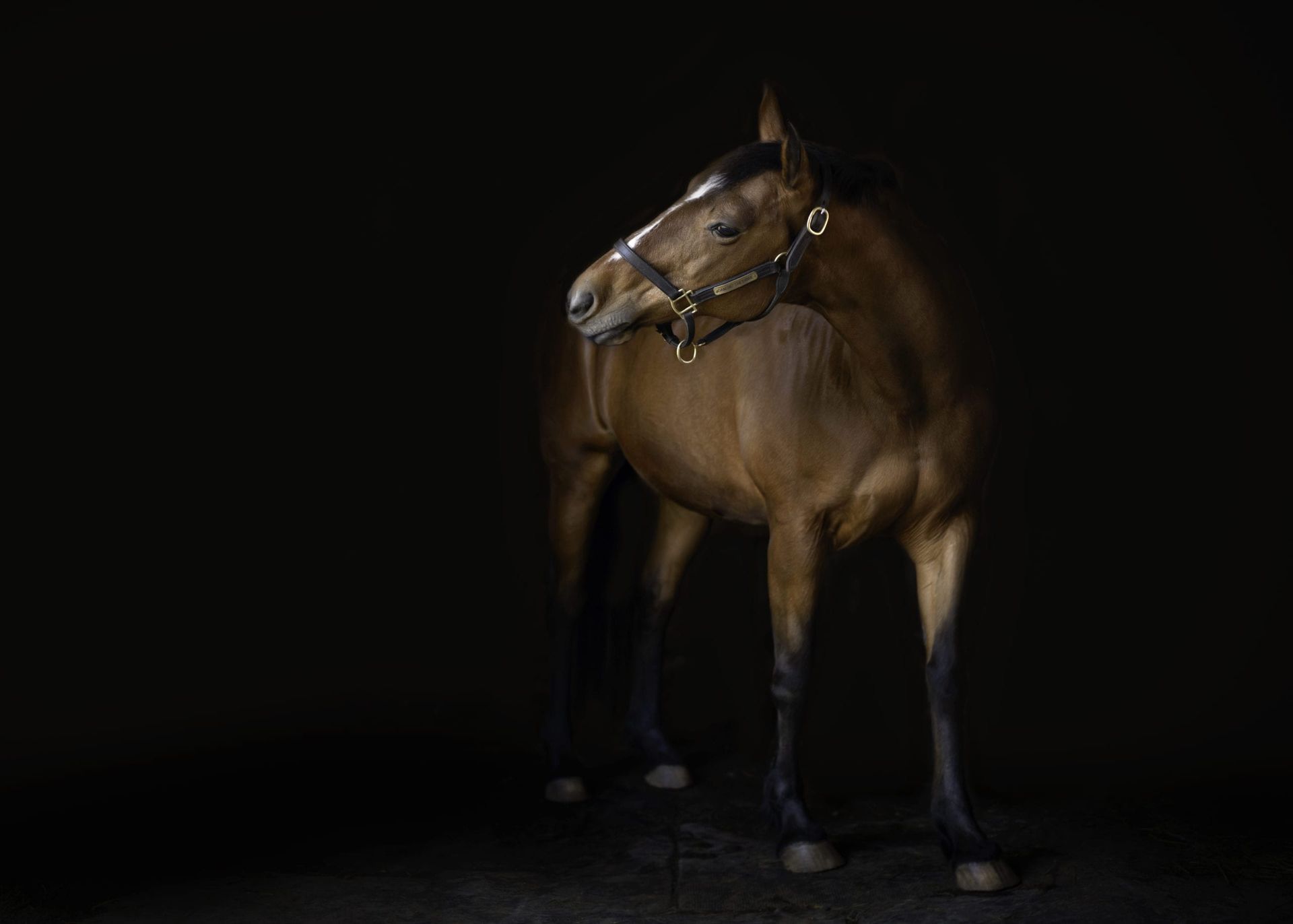 Brown horse with white stripe on face stands in darkness, head turned to the side.