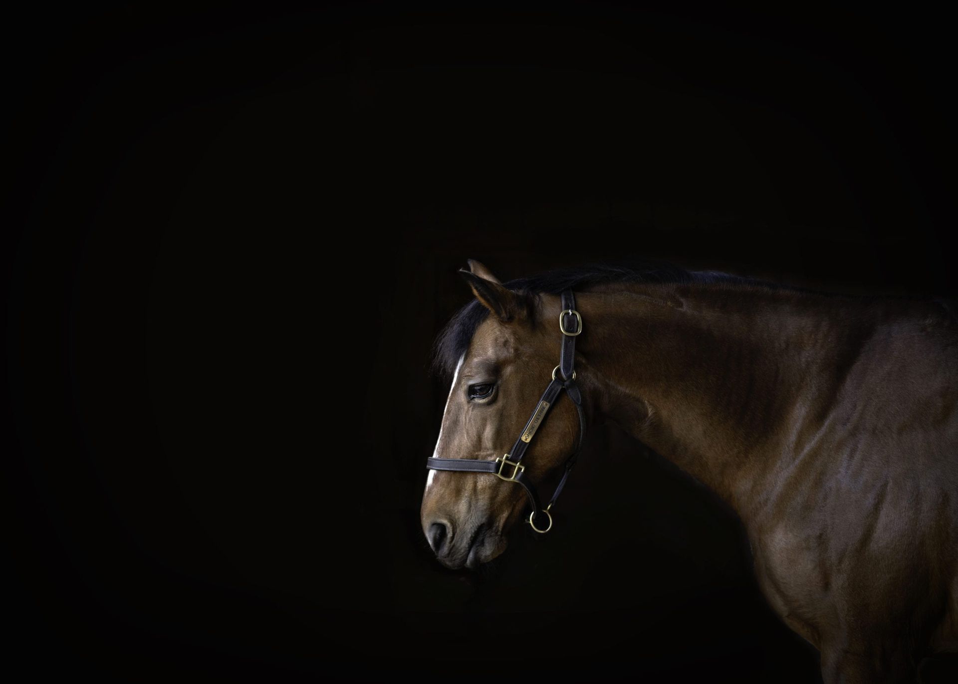Brown horse with a leather halter against a black background, looking to the side.