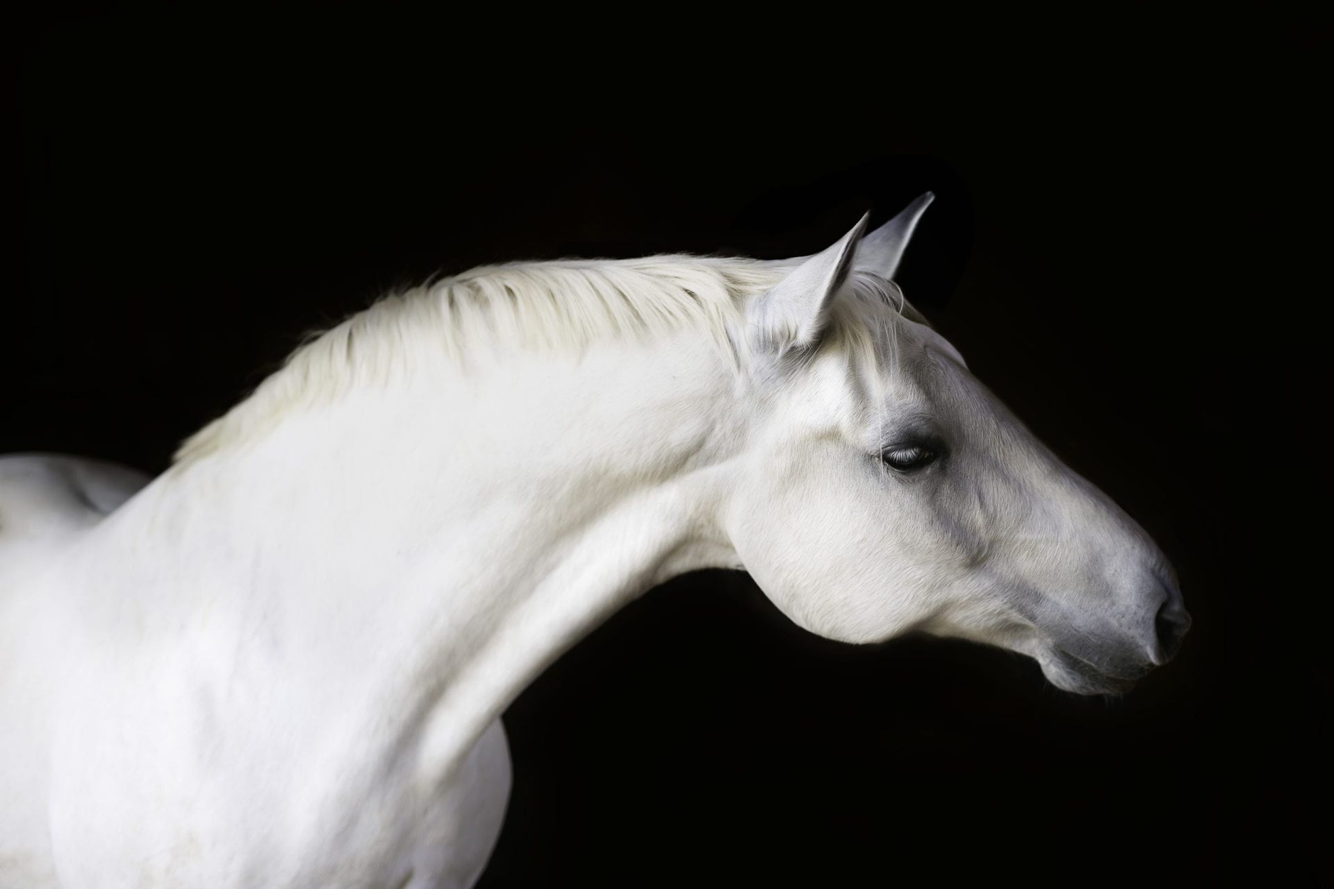 White horse against a black background, head and neck in profile.