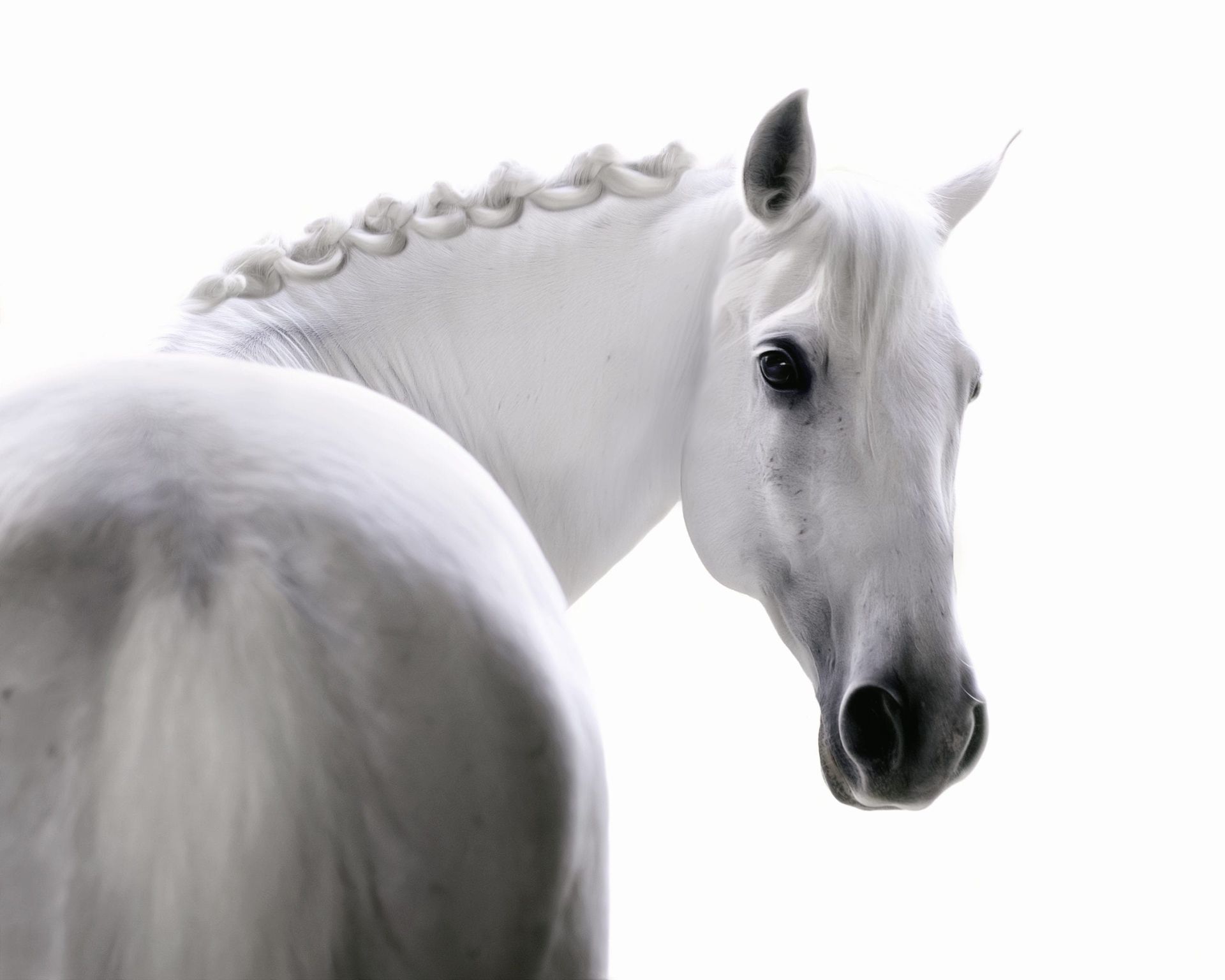 White horse with braided mane, looking back over its shoulder.