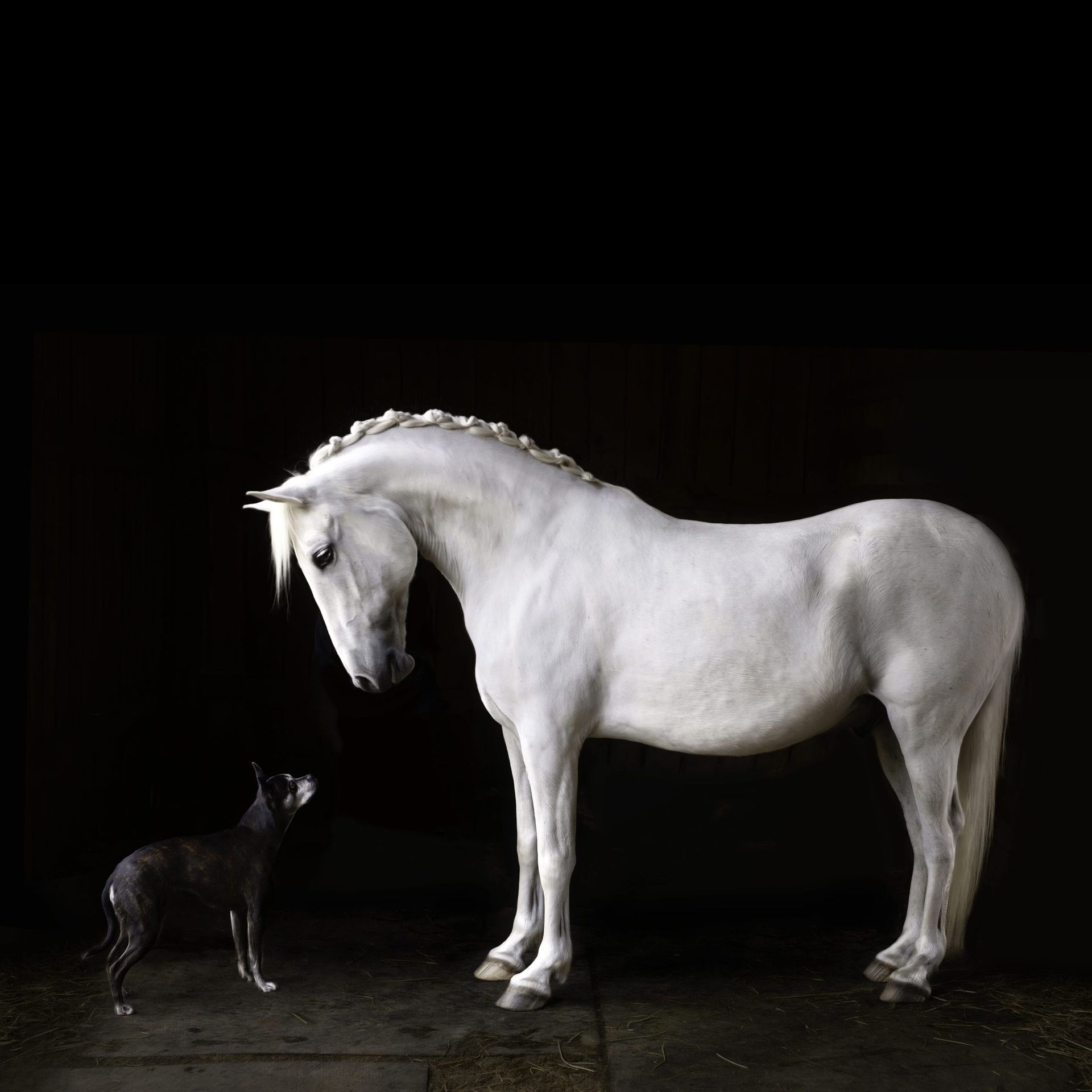 A white horse and a small black dog face each other against a dark background.