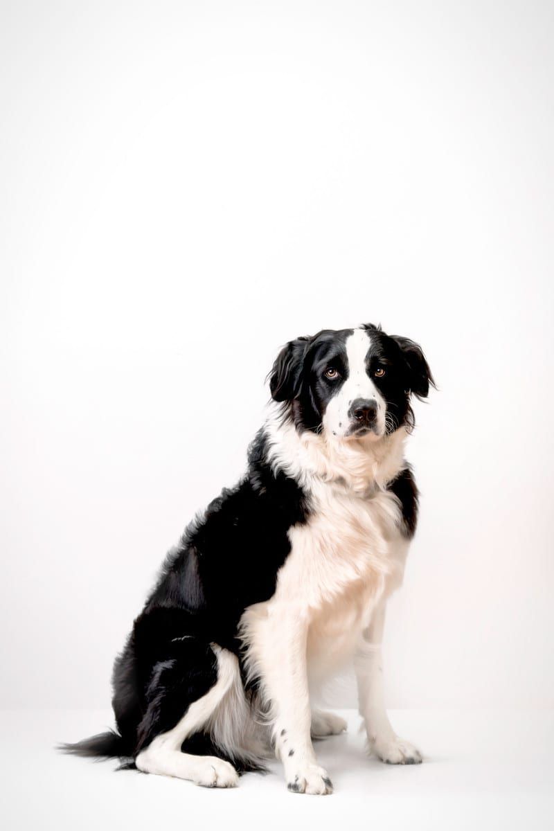 Black and white Border Collie sitting, looking at the camera against a white backdrop.