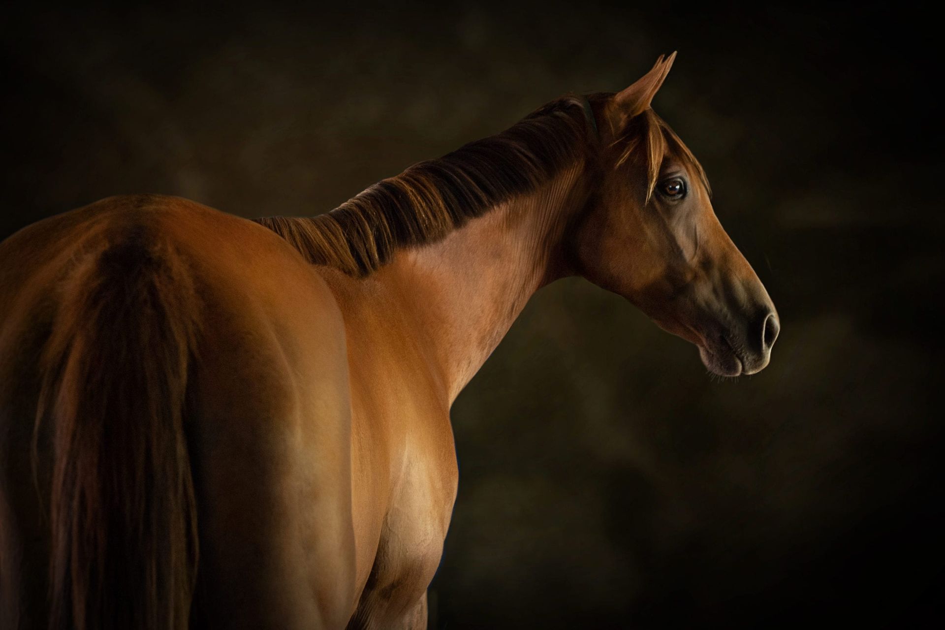 Chestnut horse, profile view against a dark backdrop.