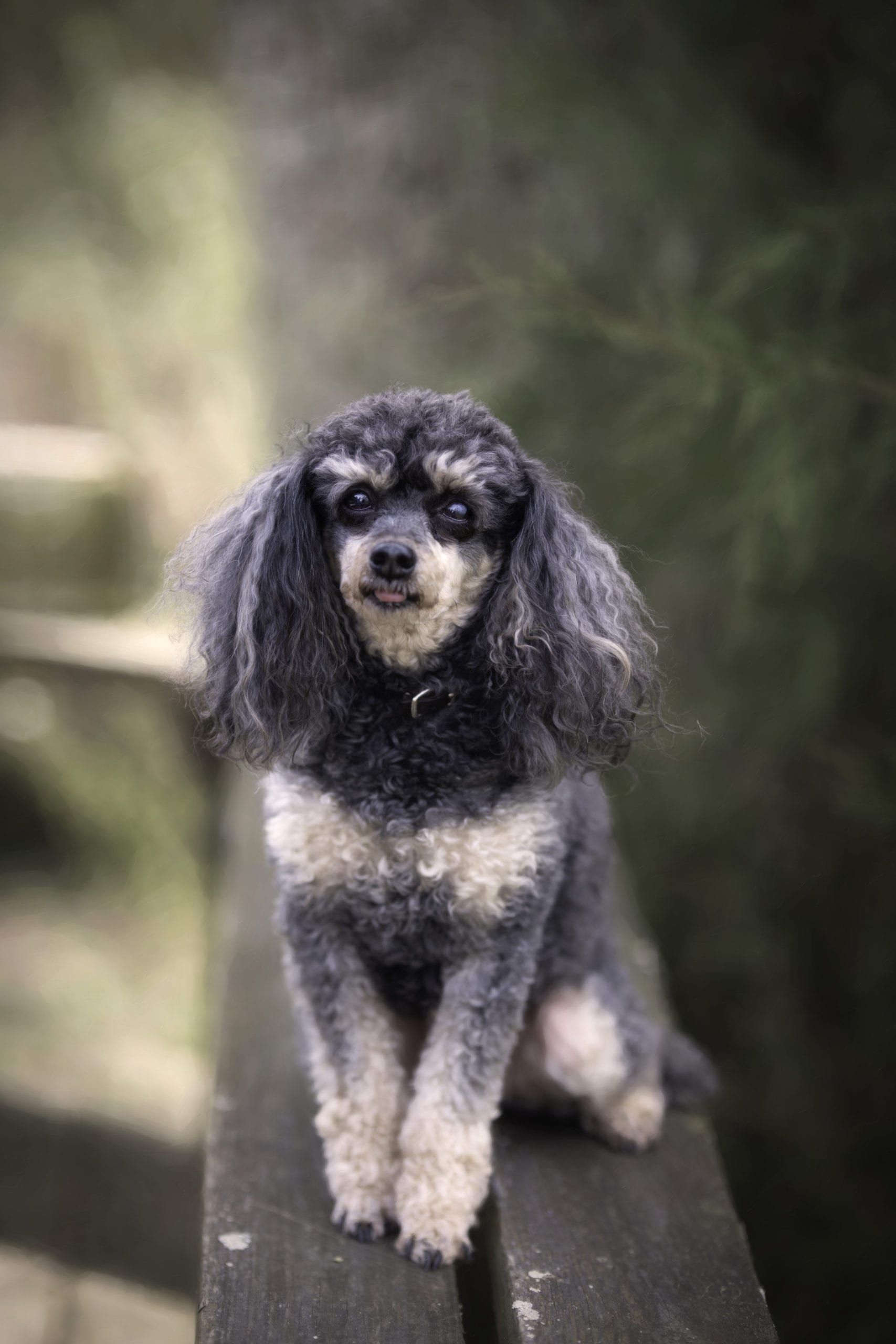 Black and tan toy poodle sitting on a wooden bench, outdoors.