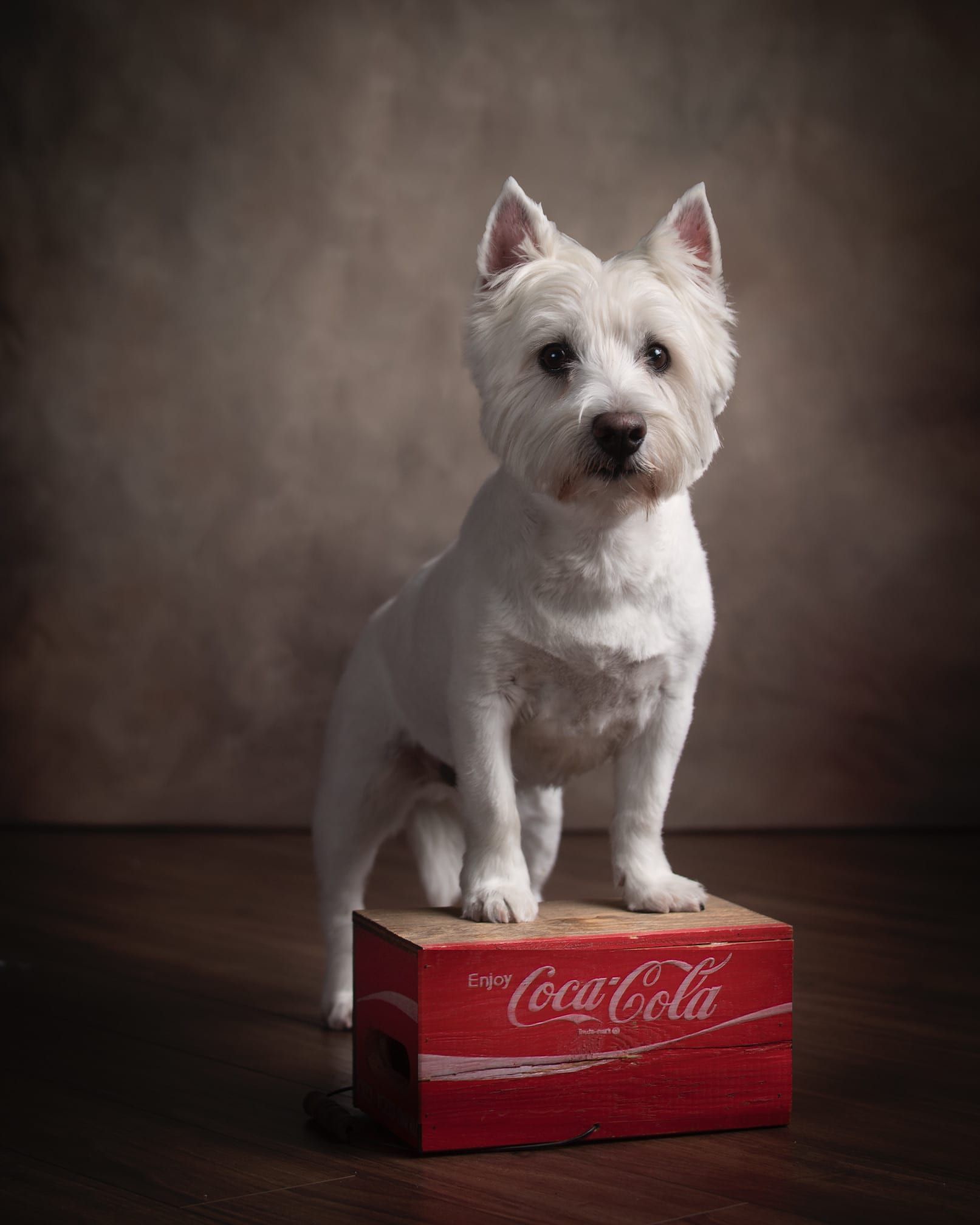 White West Highland Terrier standing on a red Coca-Cola crate, brown background.