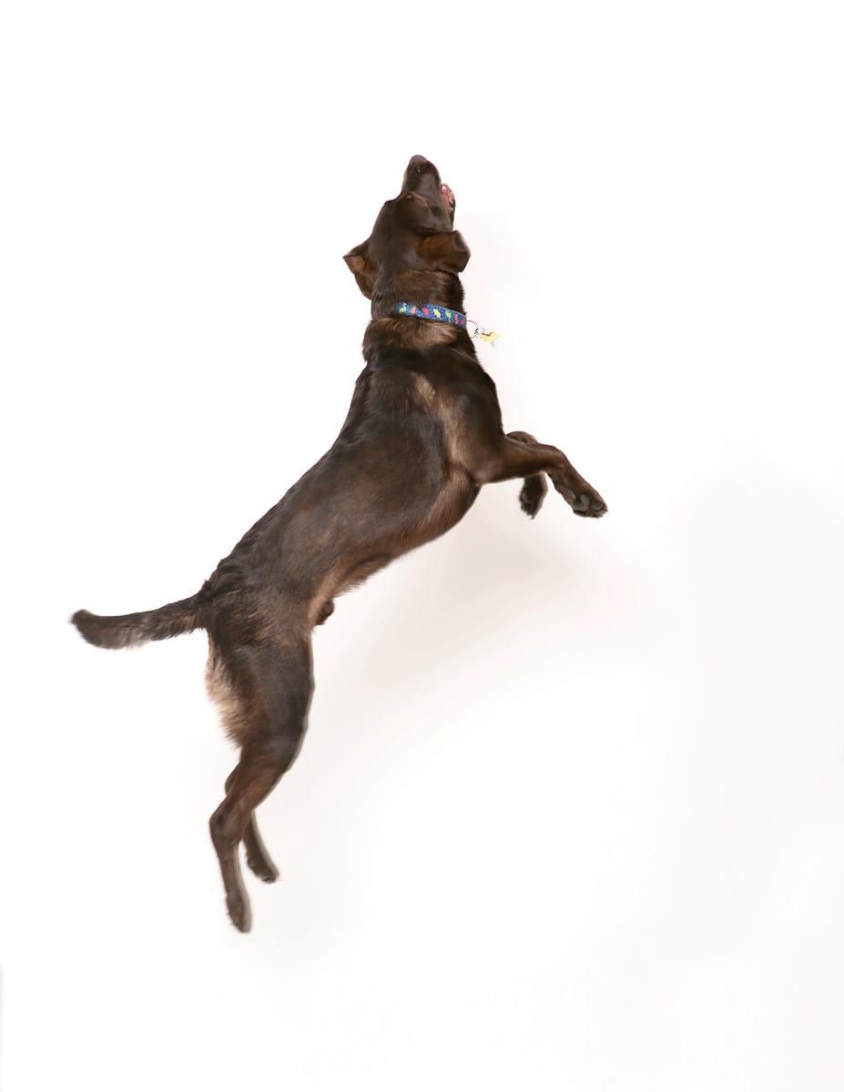 Brown dog leaping upwards with paws outstretched, wearing a blue collar, against a white background.