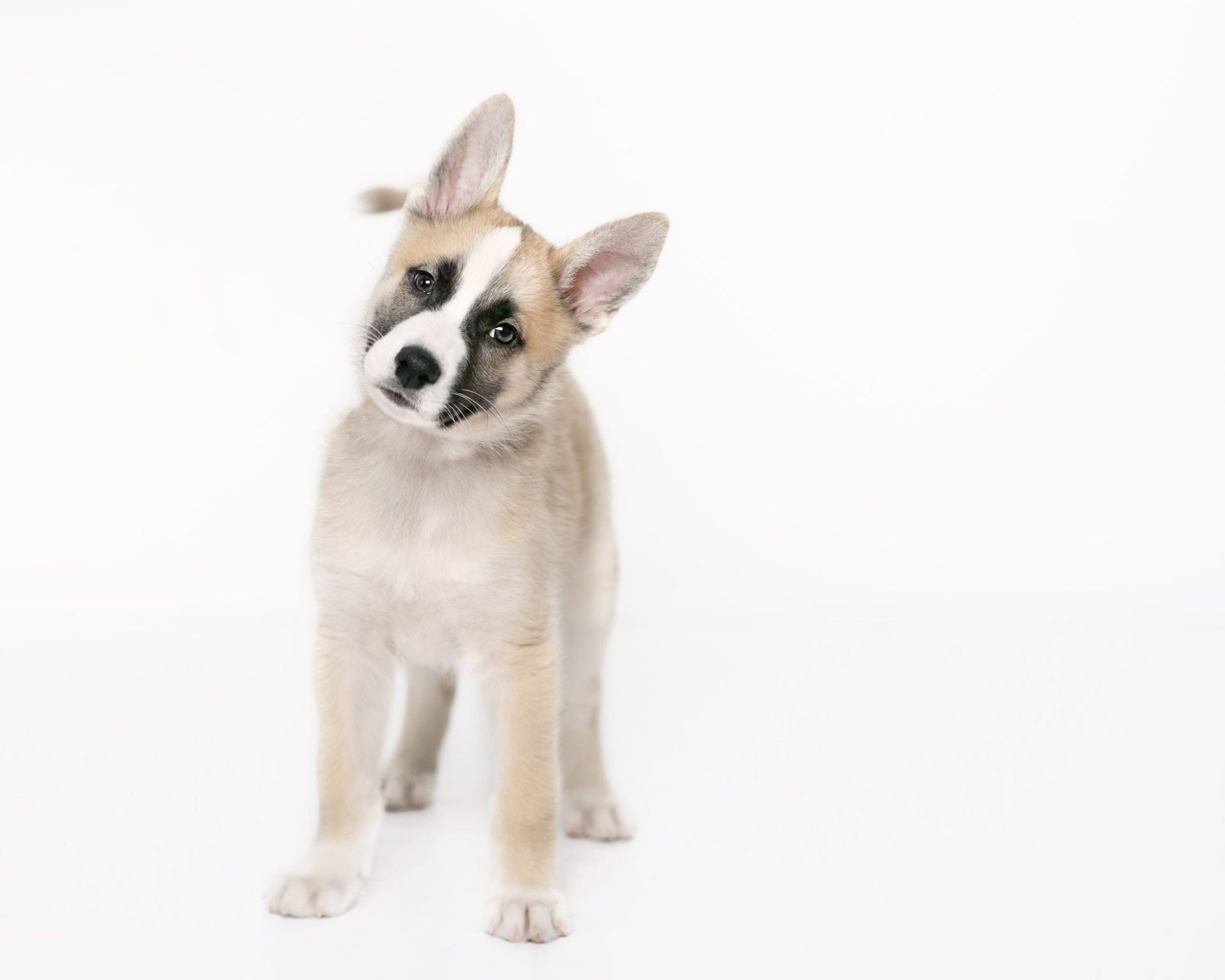 Puppy with head cocked, curious expression, against a white background. Tan and black markings.