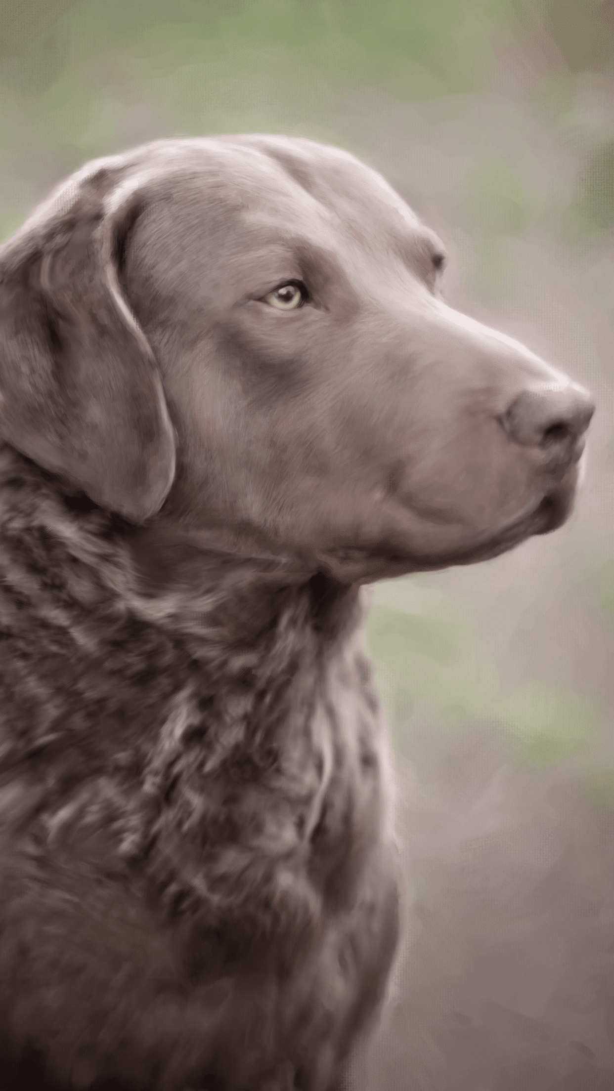 Brown Chesapeake Bay Retriever, alert expression, outdoors.