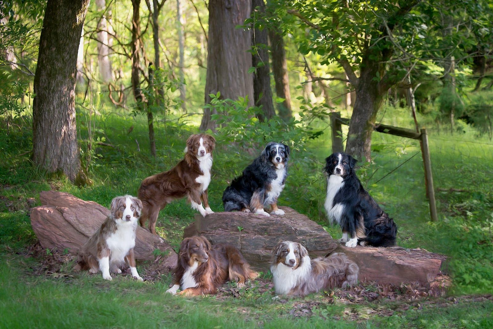 Six Australian Shepherds in a forest; varying coats of black, brown, and merle; posing on a log.