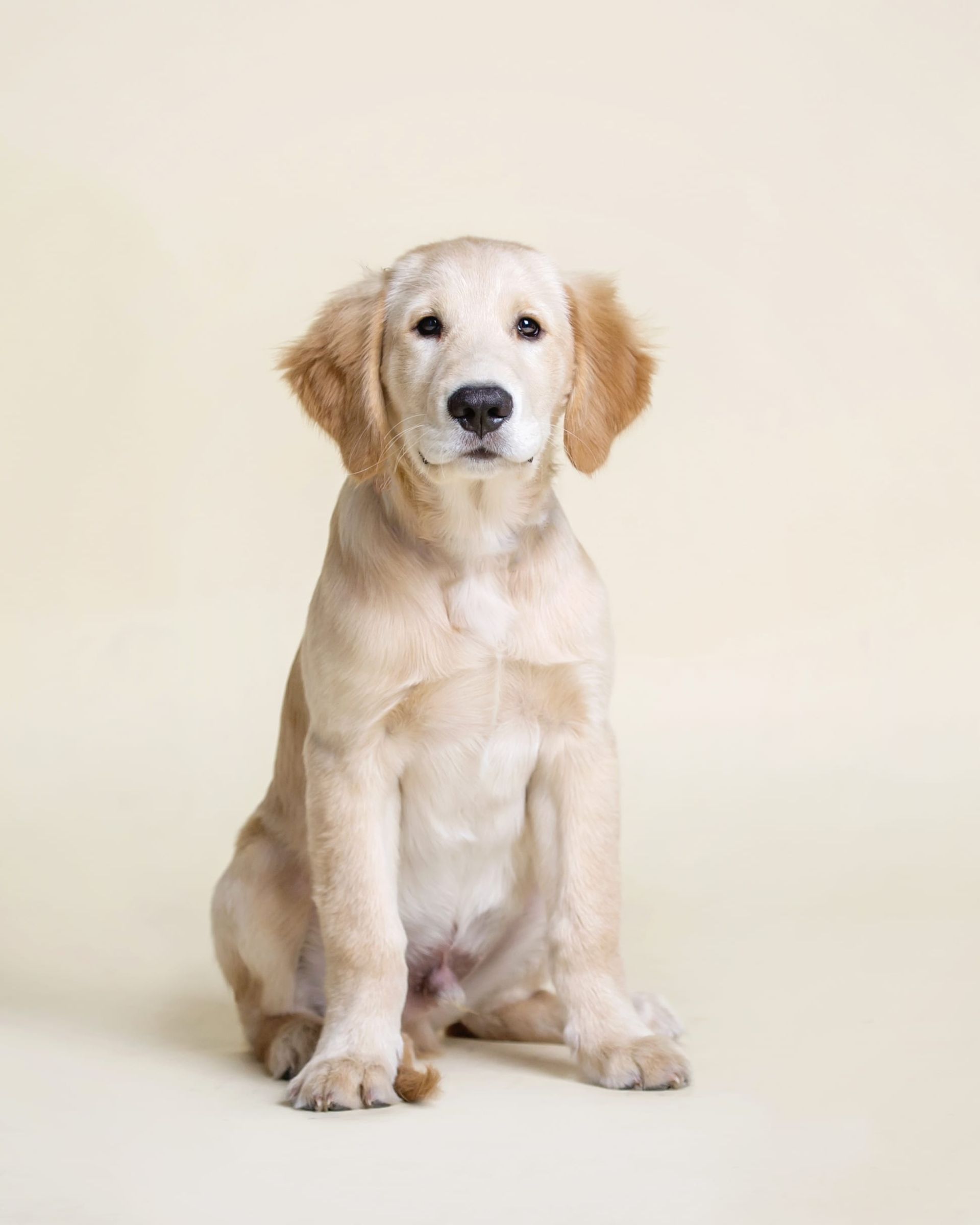 Golden retriever puppy sitting, looking directly at the viewer, on a light yellow background.