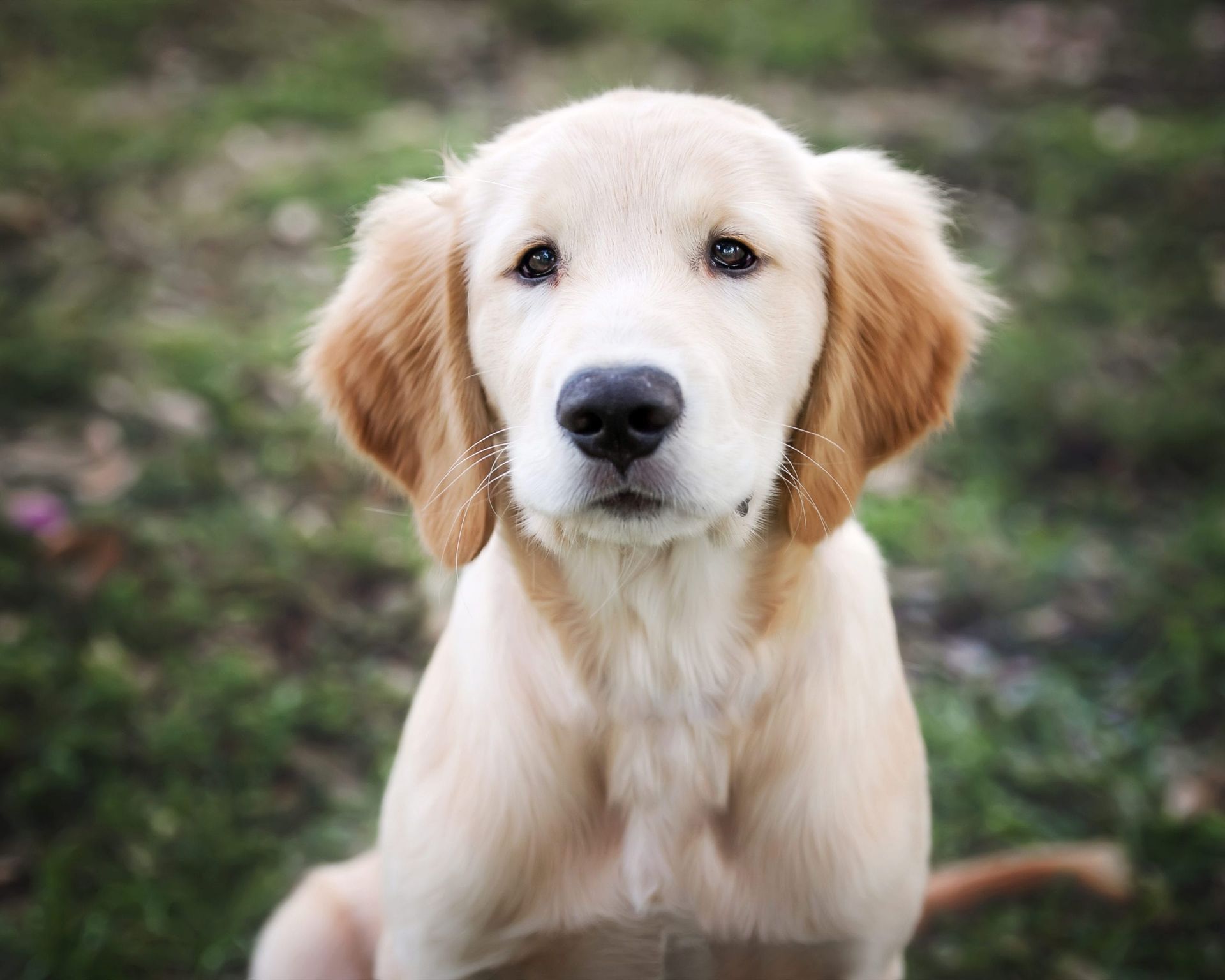 Golden retriever puppy with a soft, cream-colored coat, looking intently at the camera in a grassy setting.