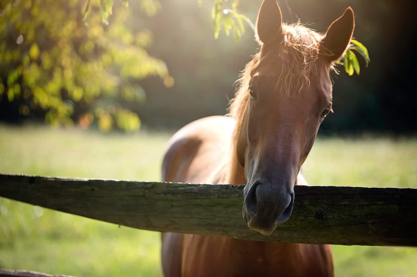 Brown horse peers over a wooden fence in a sunny field.
