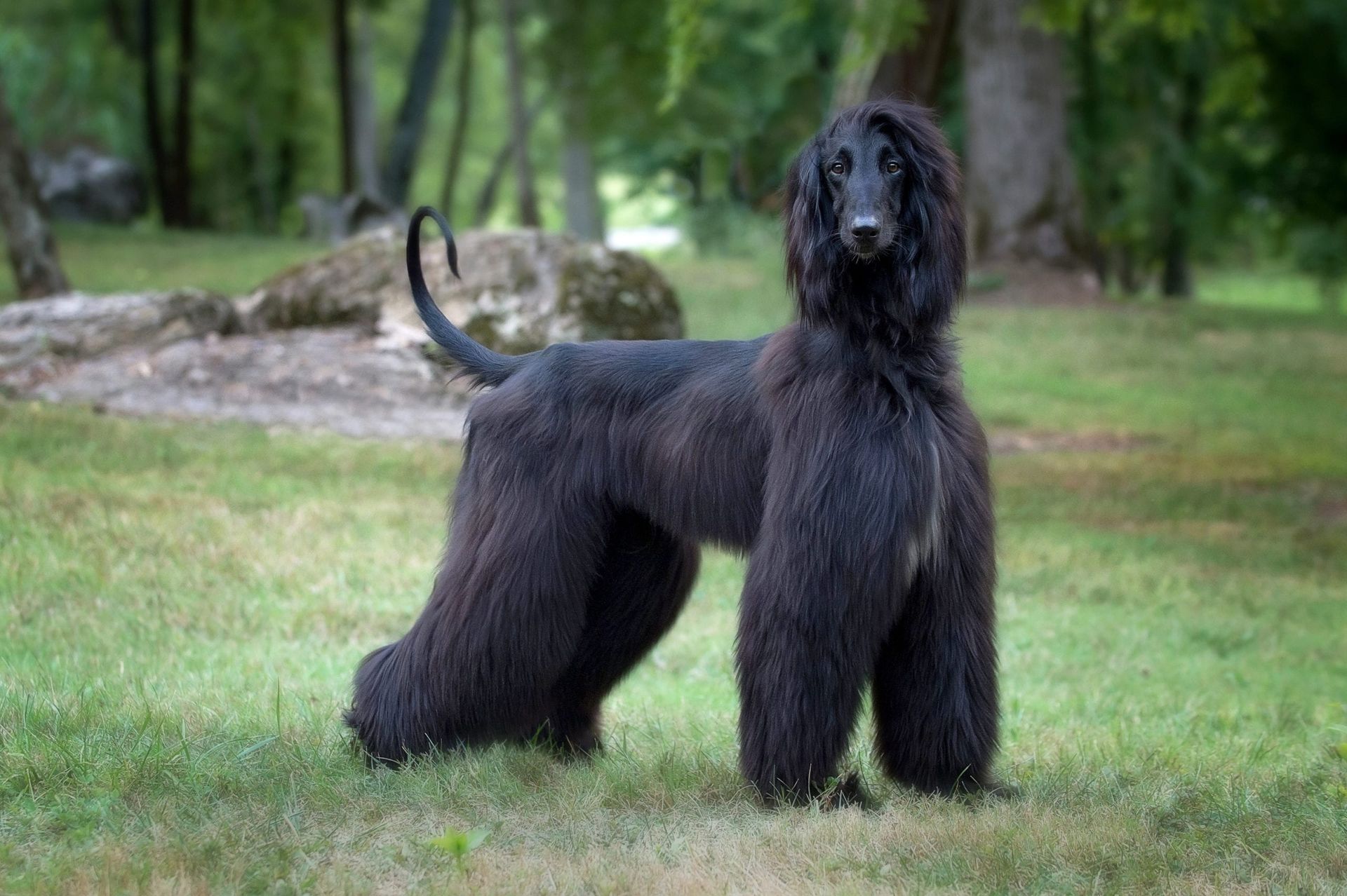 Black Afghan Hound standing in a grassy field with trees in the background.